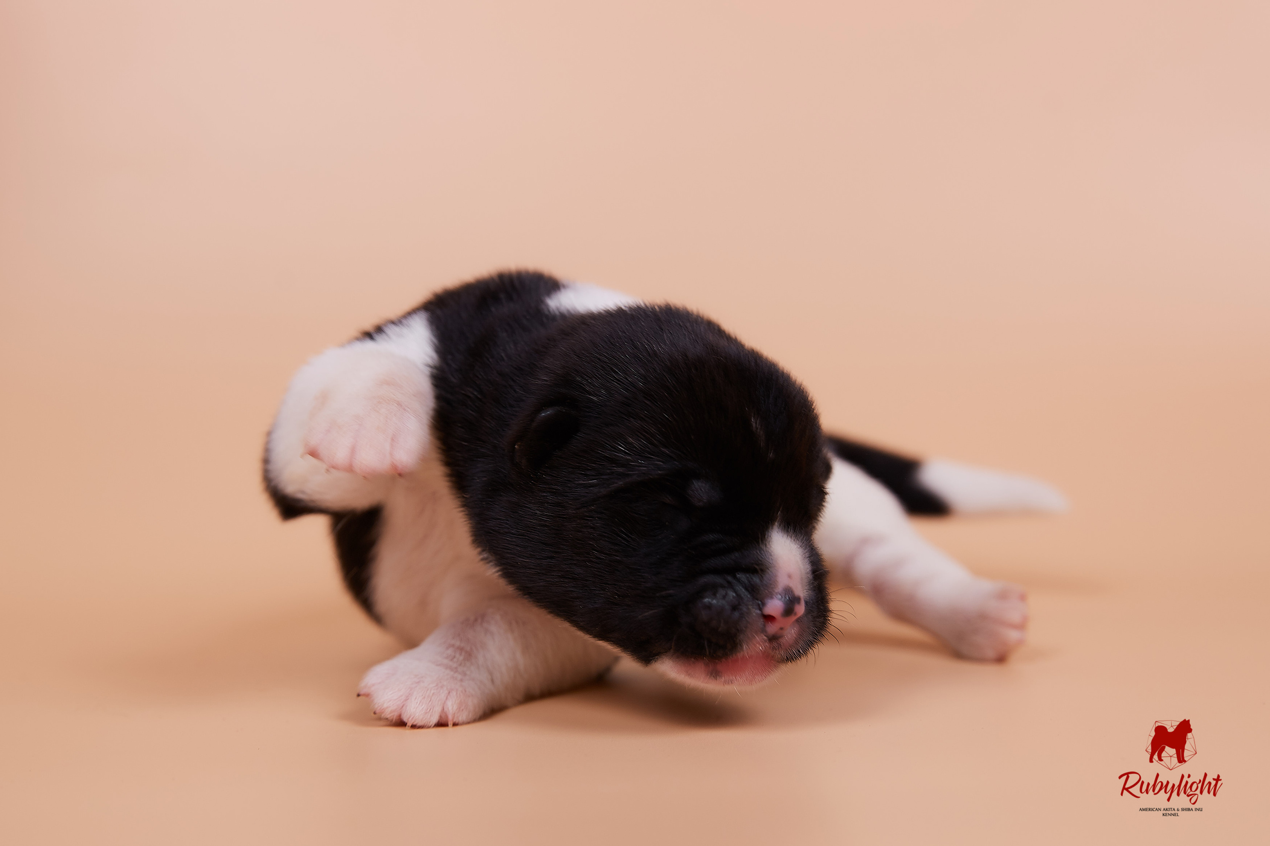 Щенки американской акиты в Санкт-Петербурге, Питомник Рубилайт Rubylight kennel 
Отец: IMAGINE DRAGON (Ruthdales Makin A Statement & Dancing Queen) 
Мать: INFINIT HAPPY (Restyl-ing Paradise Sander & Airish Cream)  