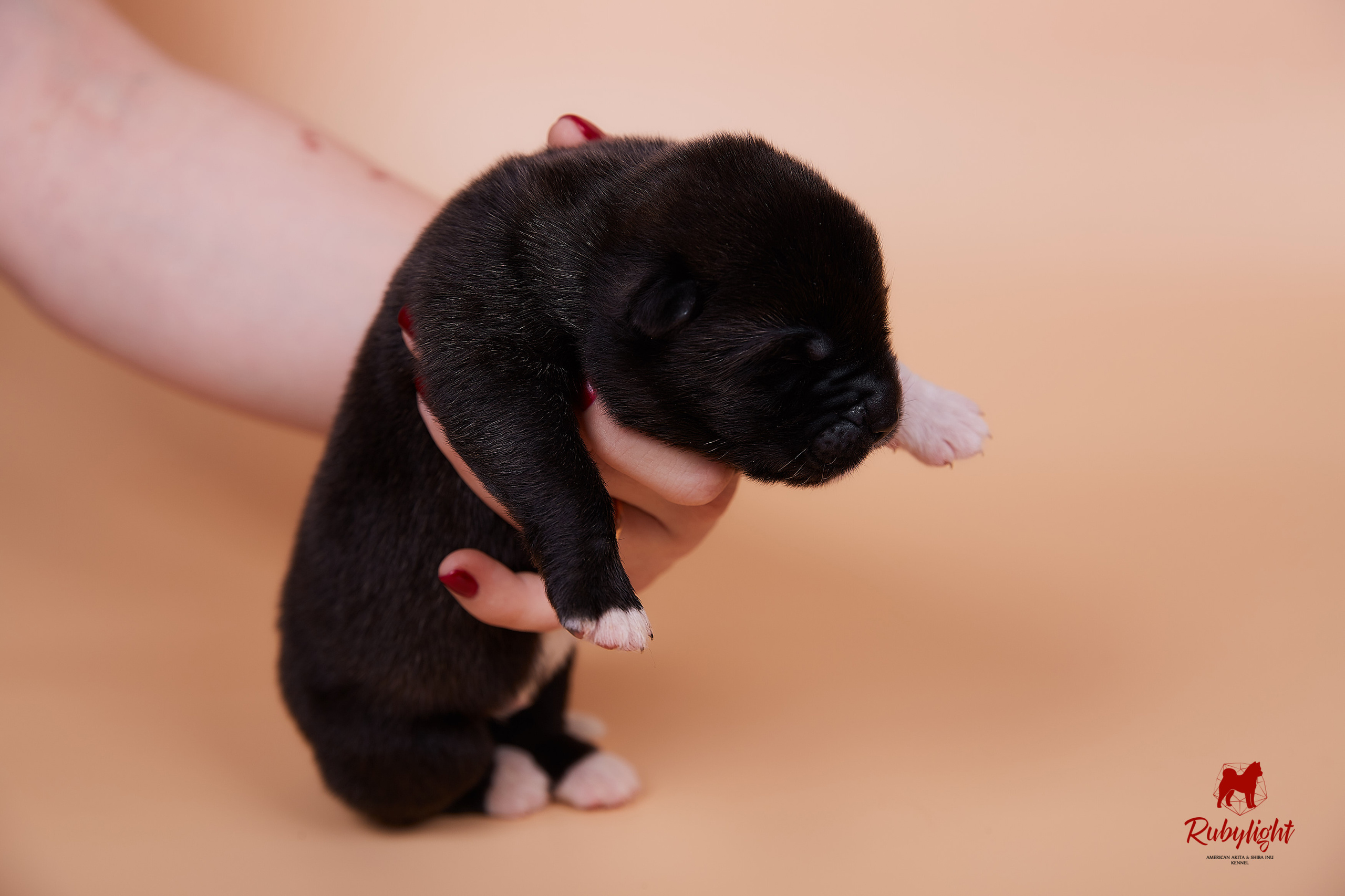 Щенки американской акиты в Санкт-Петербурге, Питомник Рубилайт Rubylight kennel 
Отец: IMAGINE DRAGON (Ruthdales Makin A Statement & Dancing Queen) 
Мать: INFINIT HAPPY (Restyl-ing Paradise Sander & Airish Cream)  