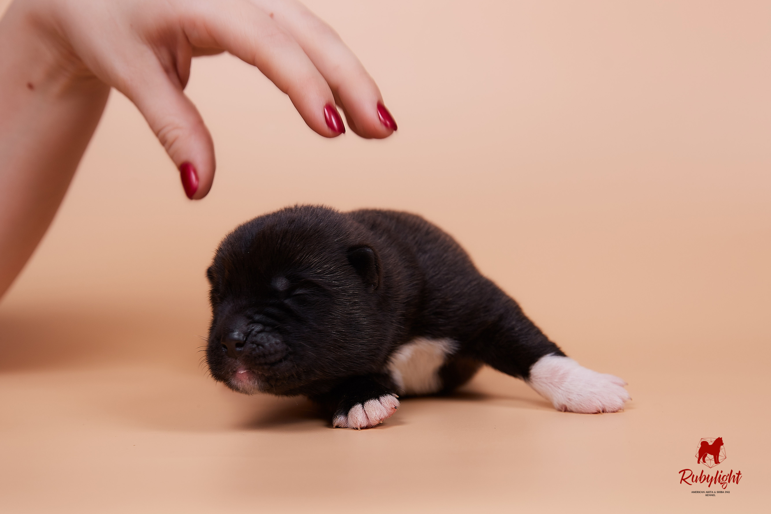 Щенки американской акиты в Санкт-Петербурге, Питомник Рубилайт Rubylight kennel 
Отец: IMAGINE DRAGON (Ruthdales Makin A Statement & Dancing Queen) 
Мать: INFINIT HAPPY (Restyl-ing Paradise Sander & Airish Cream)  