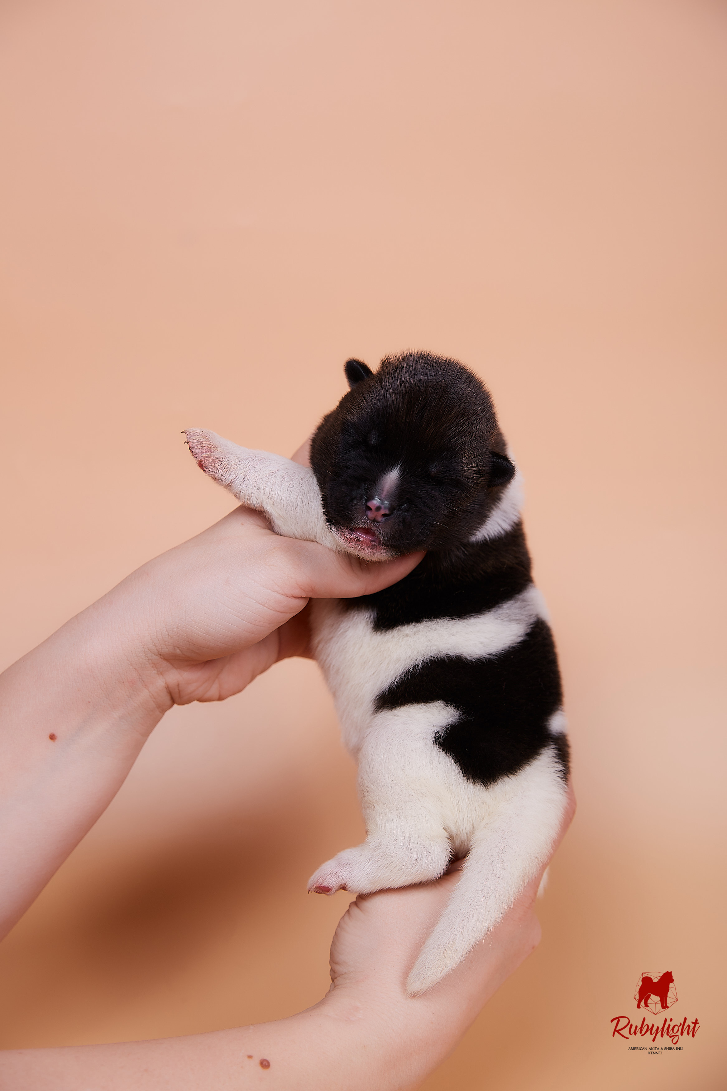 Щенки американской акиты в Санкт-Петербурге, Питомник Рубилайт Rubylight kennel 
Отец: IMAGINE DRAGON (Ruthdales Makin A Statement & Dancing Queen) 
Мать: INFINIT HAPPY (Restyl-ing Paradise Sander & Airish Cream)  