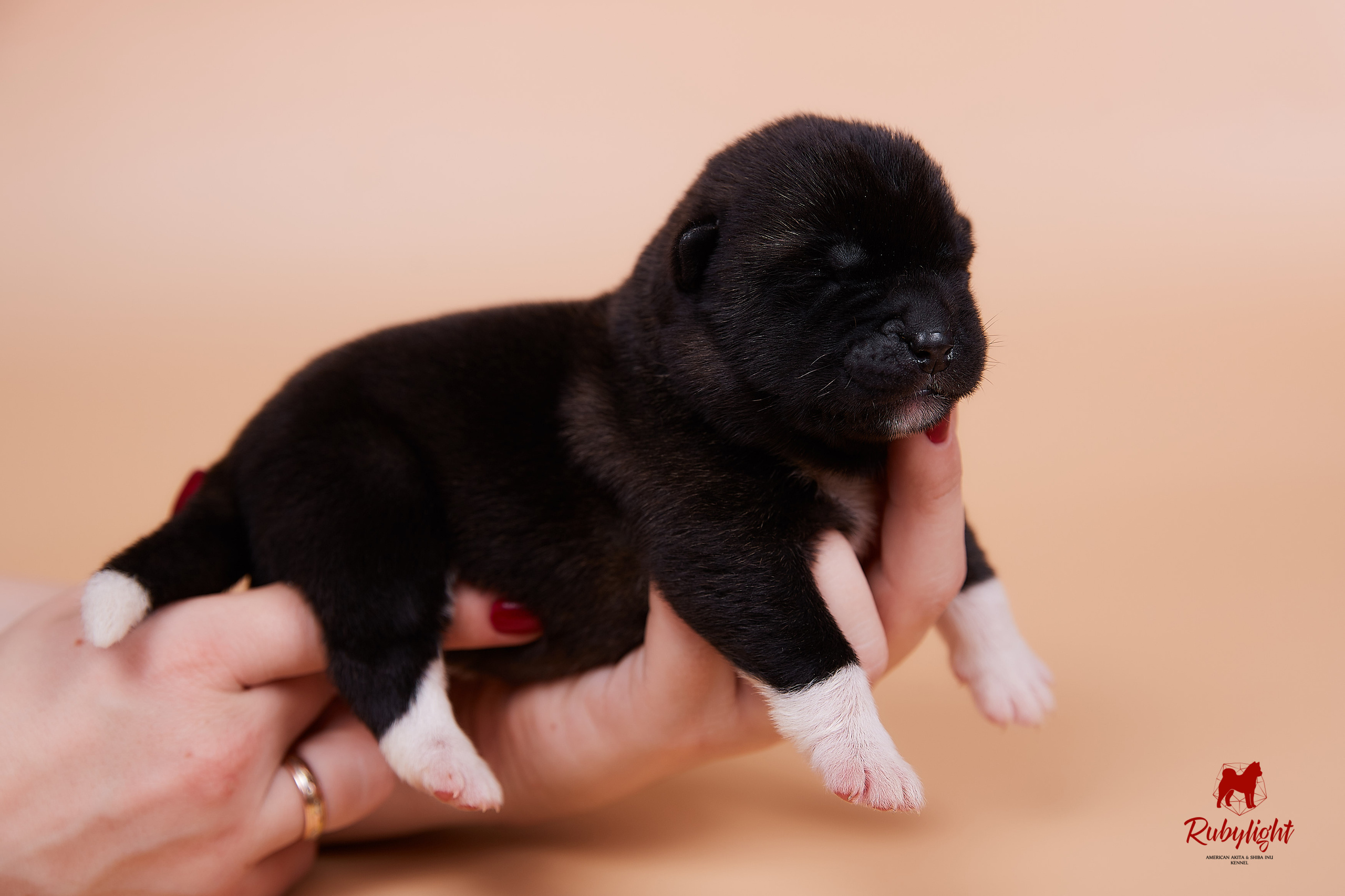 Щенки американской акиты в Санкт-Петербурге, Питомник Рубилайт Rubylight kennel 
Отец: IMAGINE DRAGON (Ruthdales Makin A Statement & Dancing Queen) 
Мать: INFINIT HAPPY (Restyl-ing Paradise Sander & Airish Cream)  