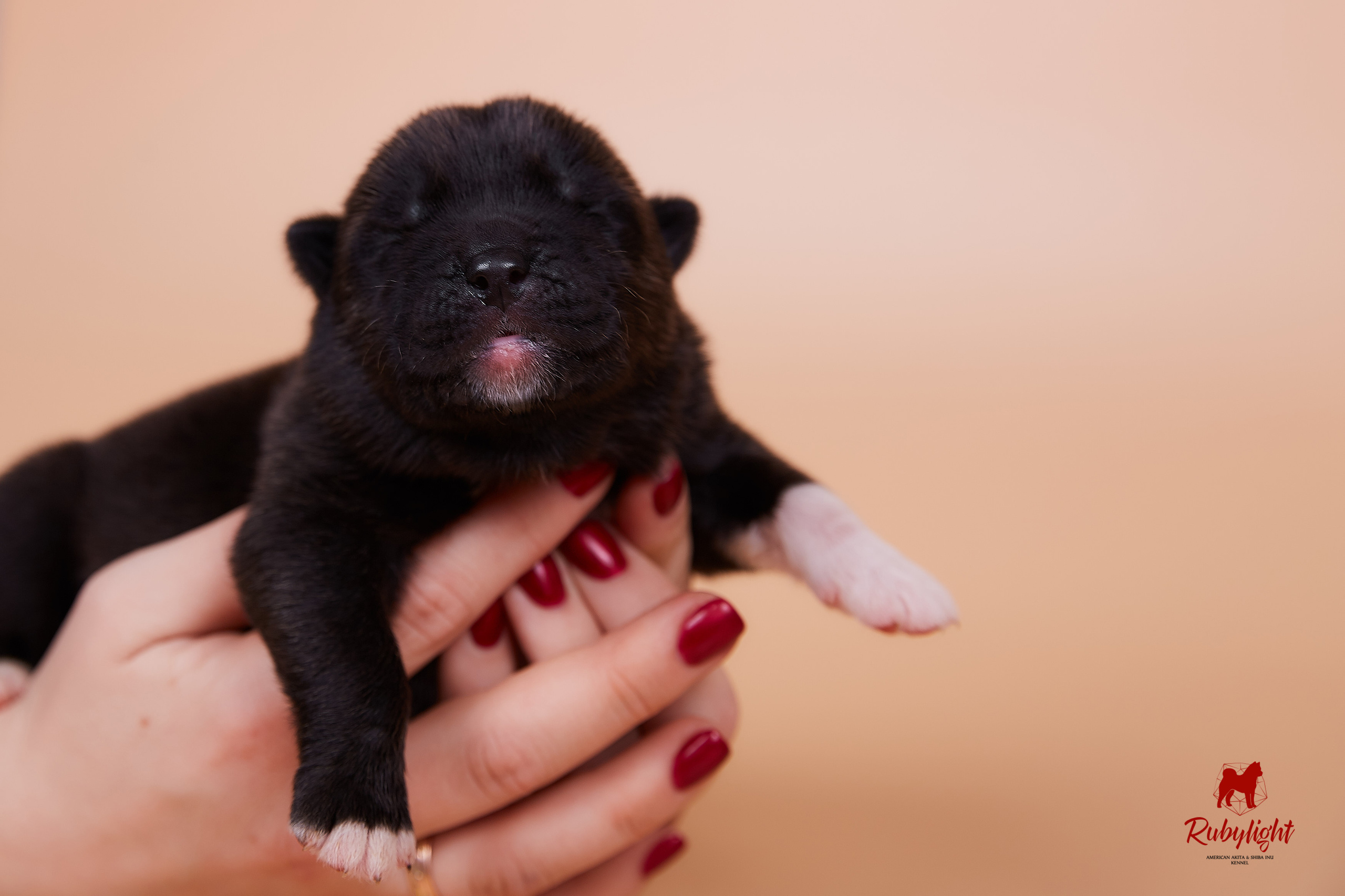 Щенки американской акиты в Санкт-Петербурге, Питомник Рубилайт Rubylight kennel 
Отец: IMAGINE DRAGON (Ruthdales Makin A Statement & Dancing Queen) 
Мать: INFINIT HAPPY (Restyl-ing Paradise Sander & Airish Cream)  