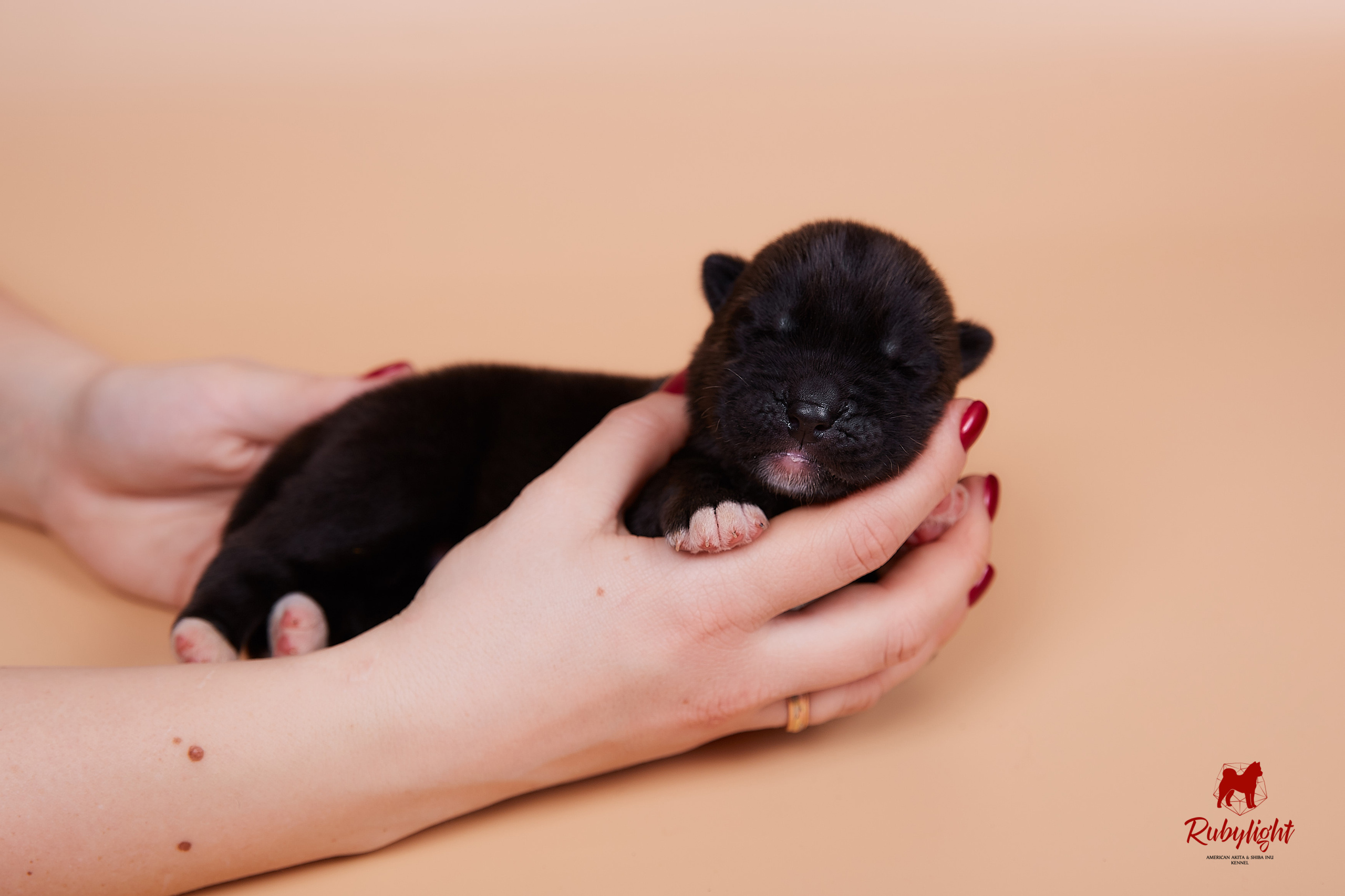 Щенки американской акиты в Санкт-Петербурге, Питомник Рубилайт Rubylight kennel 
Отец: IMAGINE DRAGON (Ruthdales Makin A Statement & Dancing Queen) 
Мать: INFINIT HAPPY (Restyl-ing Paradise Sander & Airish Cream)  