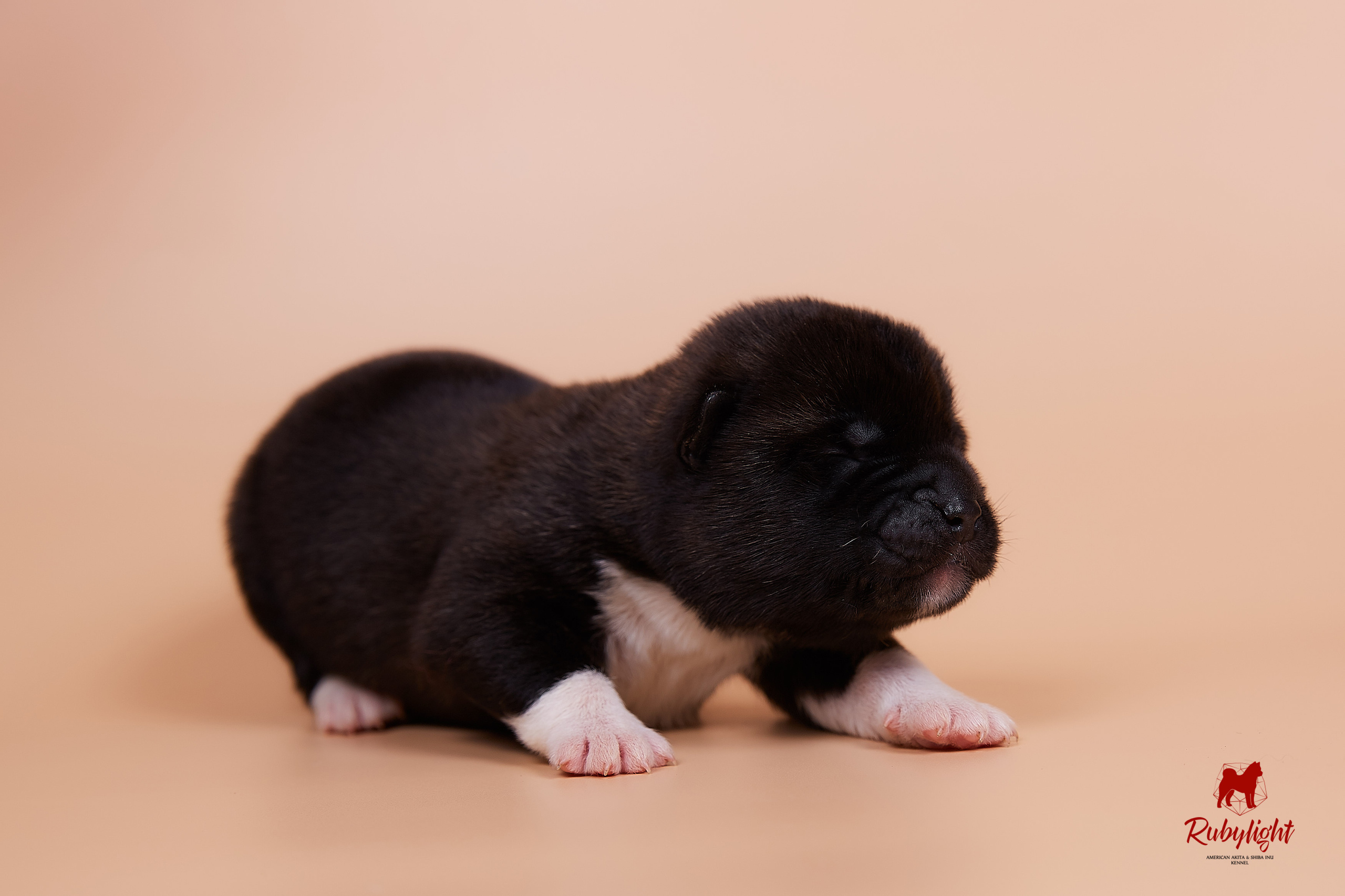 Щенки американской акиты в Санкт-Петербурге, Питомник Рубилайт Rubylight kennel 
Отец: IMAGINE DRAGON (Ruthdales Makin A Statement & Dancing Queen) 
Мать: INFINIT HAPPY (Restyl-ing Paradise Sander & Airish Cream)  