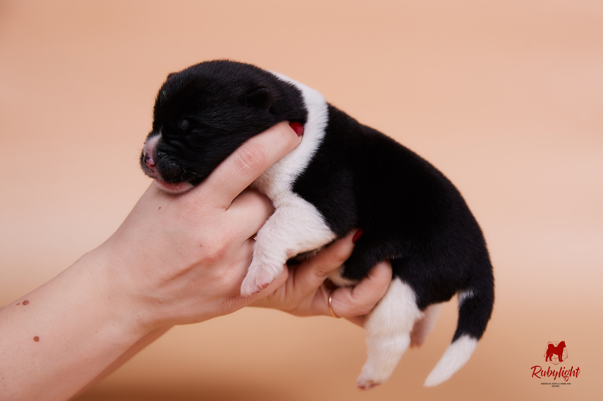 Щенки американской акиты в Санкт-Петербурге, Питомник Рубилайт Rubylight kennel 
Отец: IMAGINE DRAGON (Ruthdales Makin A Statement & Dancing Queen) 
Мать: INFINIT HAPPY (Restyl-ing Paradise Sander & Airish Cream)  