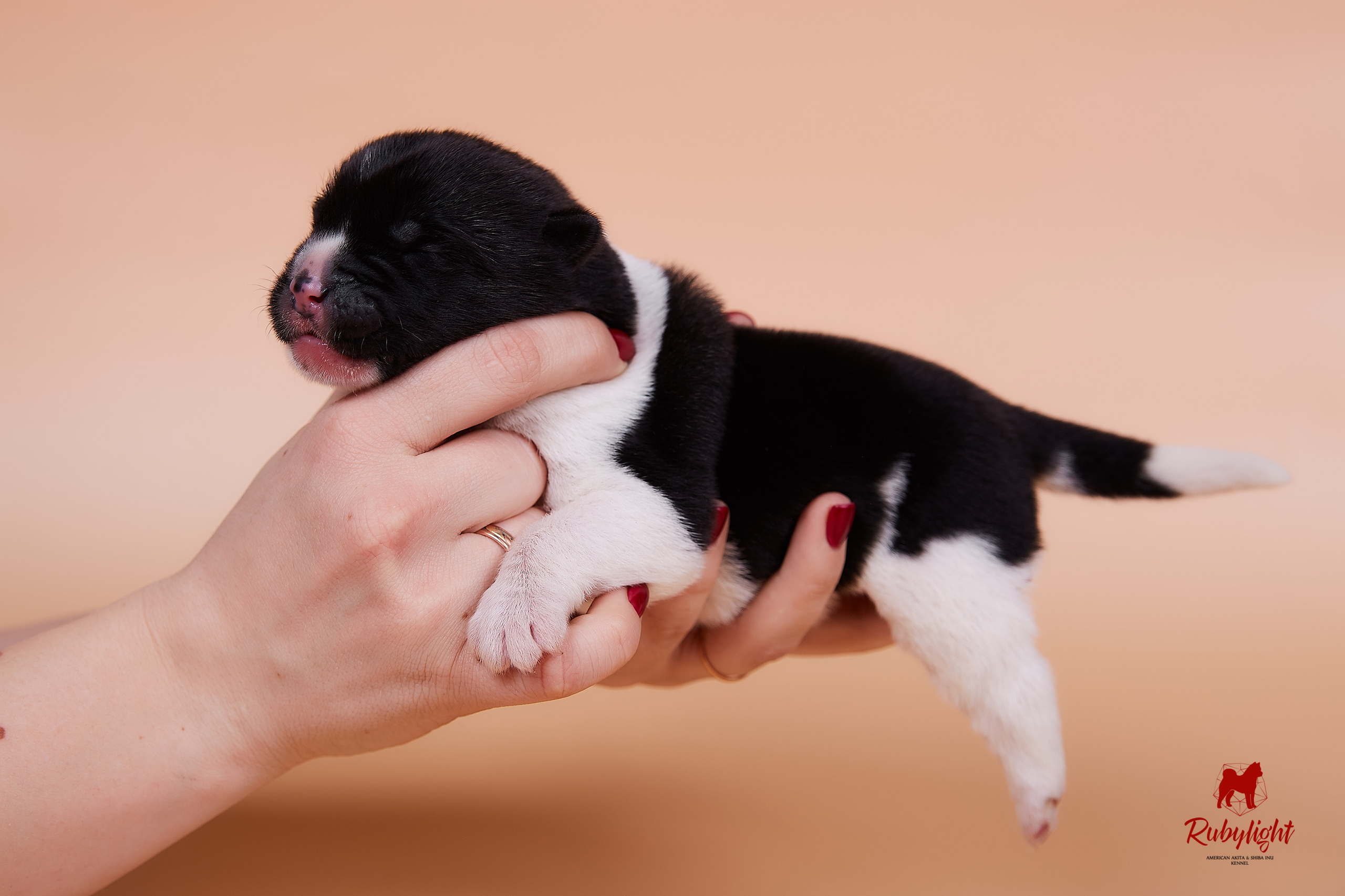 Щенки американской акиты в Санкт-Петербурге, Питомник Рубилайт Rubylight kennel 
Отец: IMAGINE DRAGON (Ruthdales Makin A Statement & Dancing Queen) 
Мать: INFINIT HAPPY (Restyl-ing Paradise Sander & Airish Cream)  