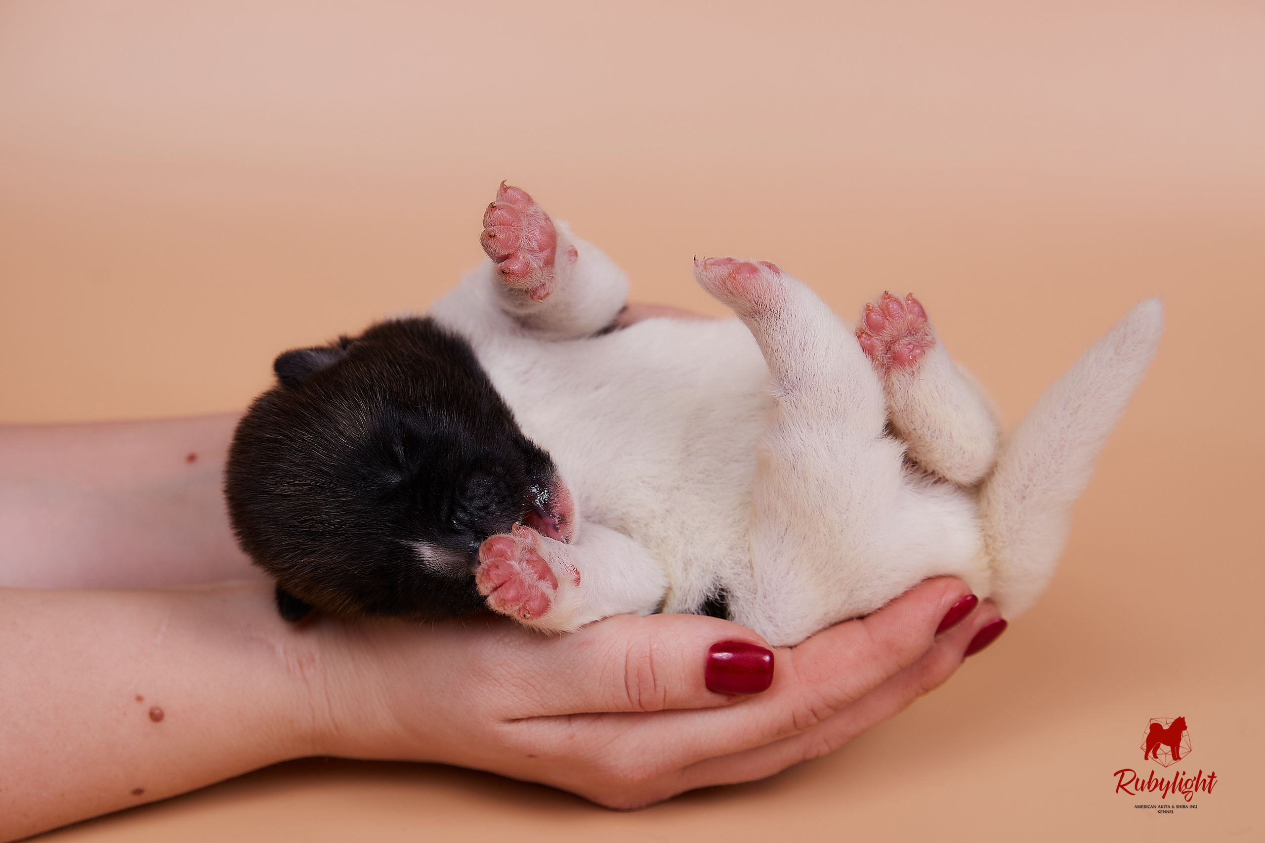 Щенки американской акиты в Санкт-Петербурге, Питомник Рубилайт Rubylight kennel 
Отец: IMAGINE DRAGON (Ruthdales Makin A Statement & Dancing Queen) 
Мать: INFINIT HAPPY (Restyl-ing Paradise Sander & Airish Cream)  