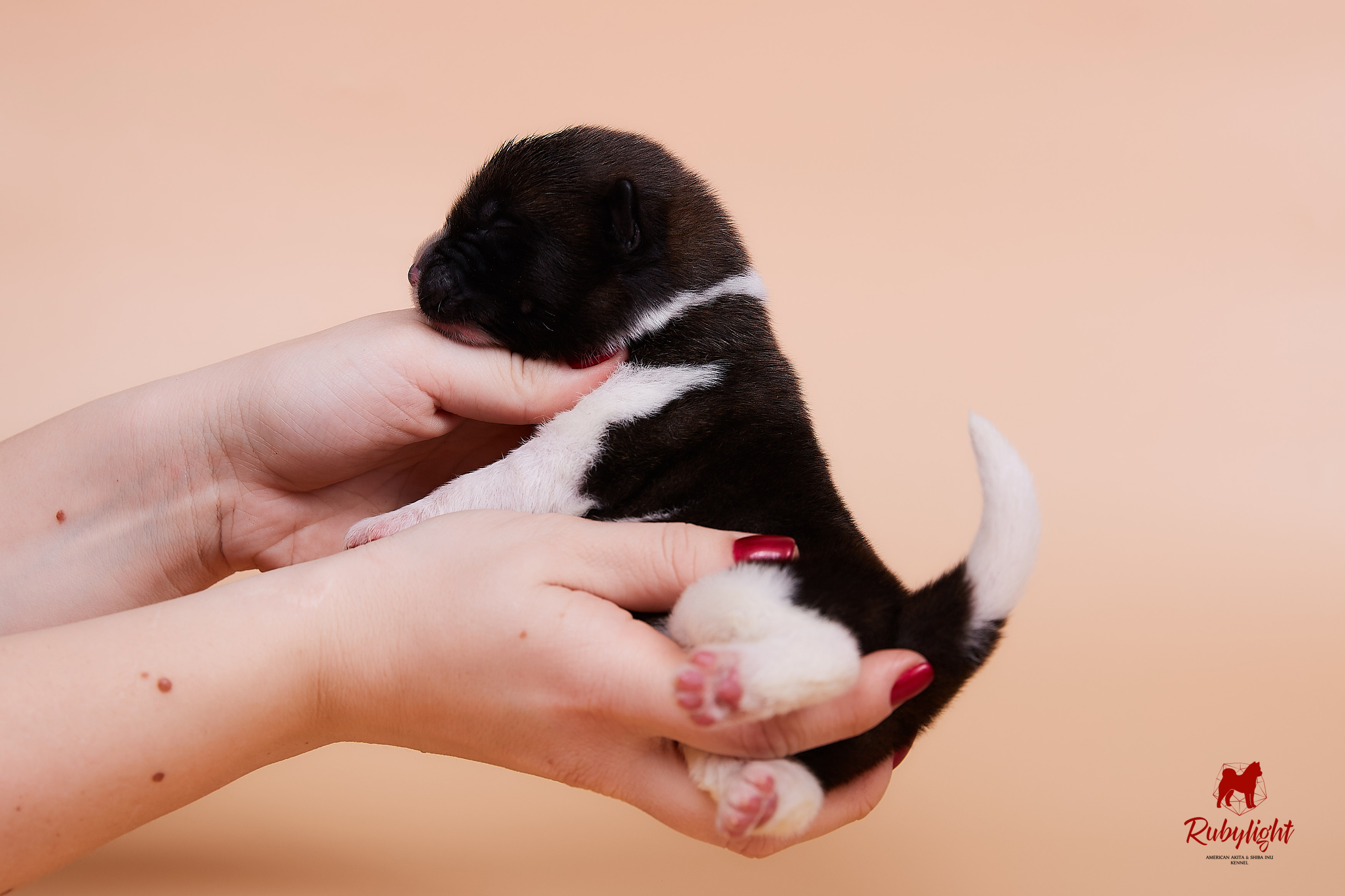 Щенки американской акиты в Санкт-Петербурге, Питомник Рубилайт Rubylight kennel 
Отец: IMAGINE DRAGON (Ruthdales Makin A Statement & Dancing Queen) 
Мать: INFINIT HAPPY (Restyl-ing Paradise Sander & Airish Cream)  