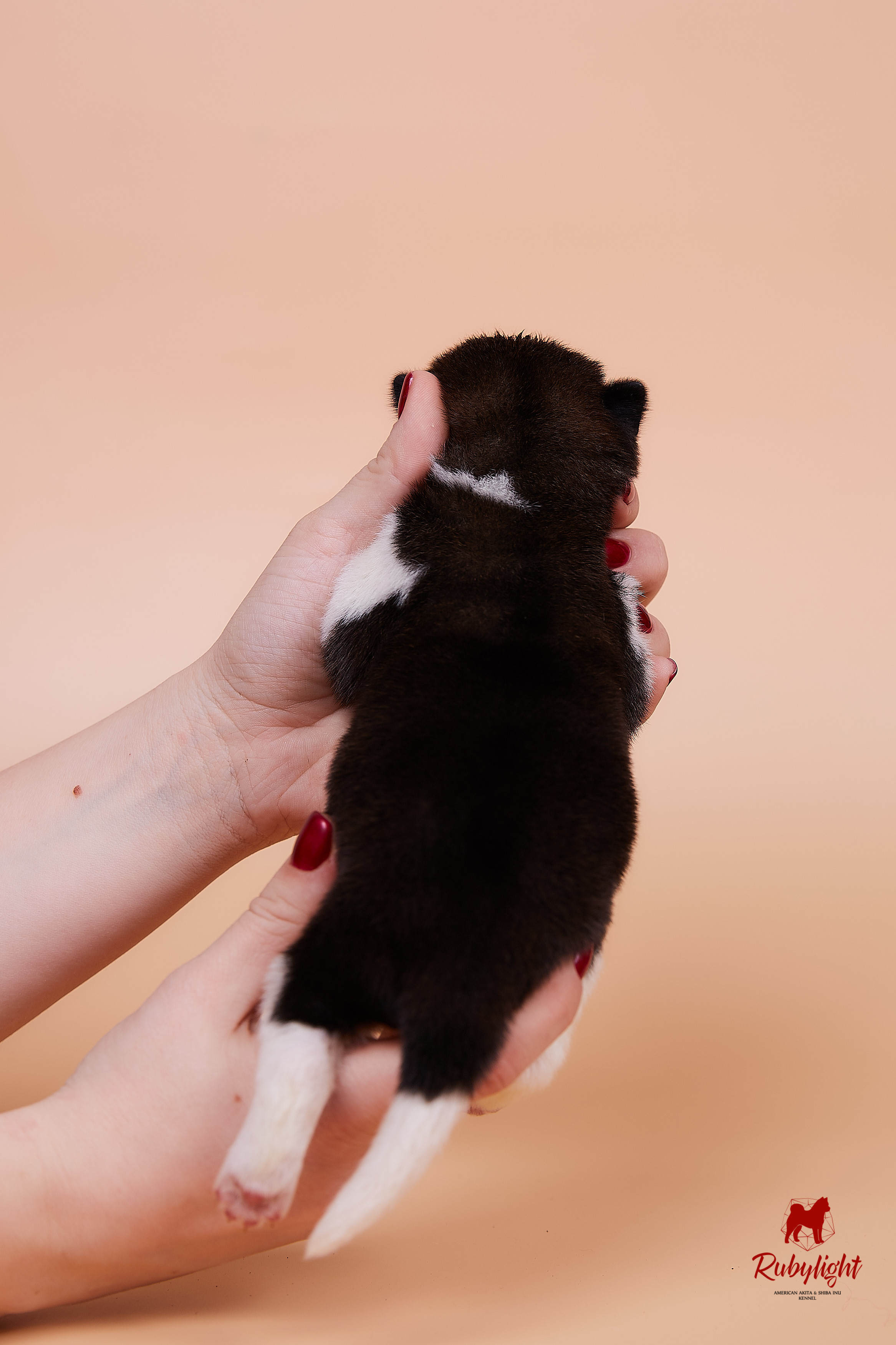 Щенки американской акиты в Санкт-Петербурге, Питомник Рубилайт Rubylight kennel 
Отец: IMAGINE DRAGON (Ruthdales Makin A Statement & Dancing Queen) 
Мать: INFINIT HAPPY (Restyl-ing Paradise Sander & Airish Cream)  