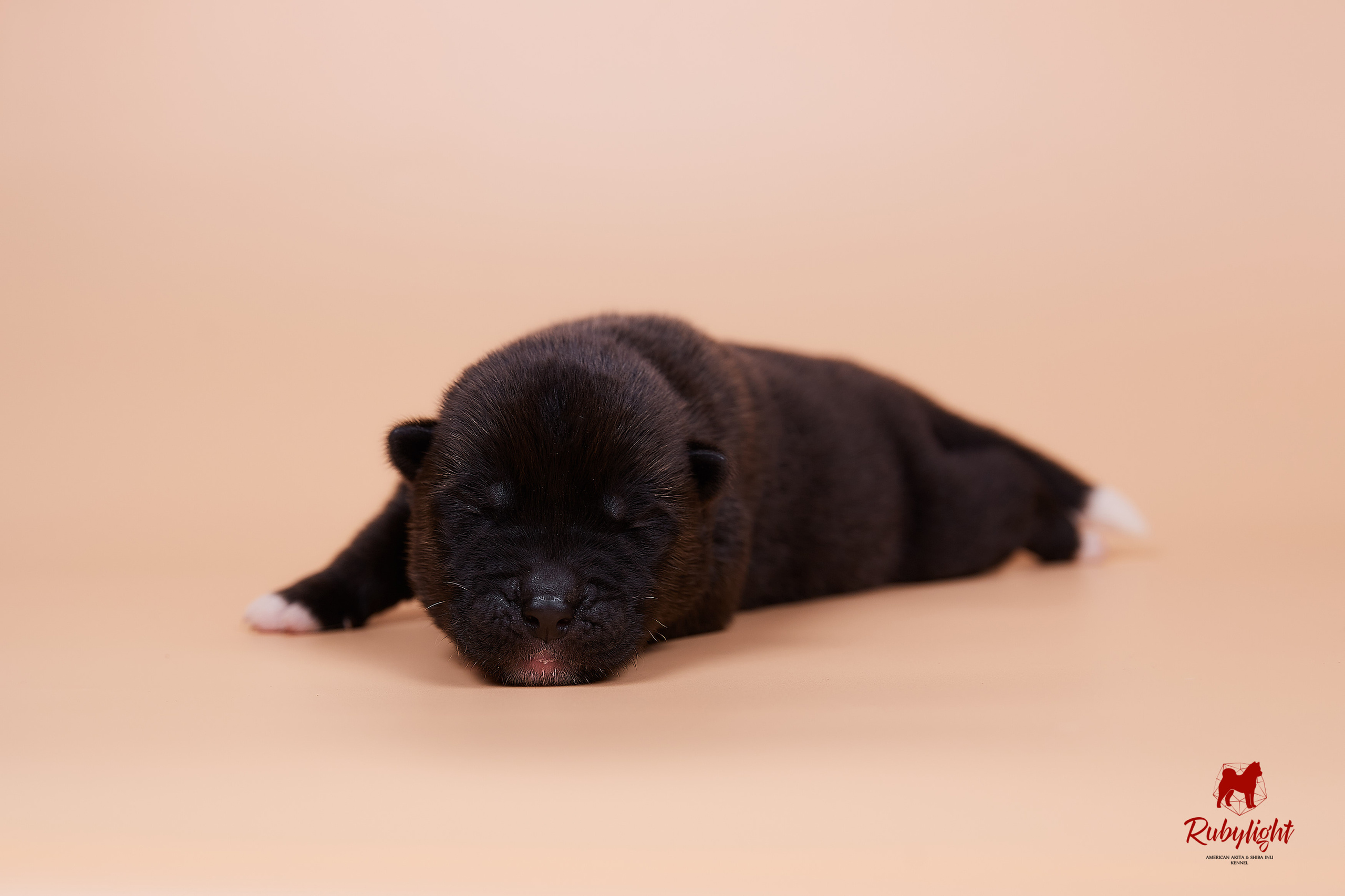 Щенки американской акиты в Санкт-Петербурге, Питомник Рубилайт Rubylight kennel 
Отец: IMAGINE DRAGON (Ruthdales Makin A Statement & Dancing Queen) 
Мать: INFINIT HAPPY (Restyl-ing Paradise Sander & Airish Cream)  