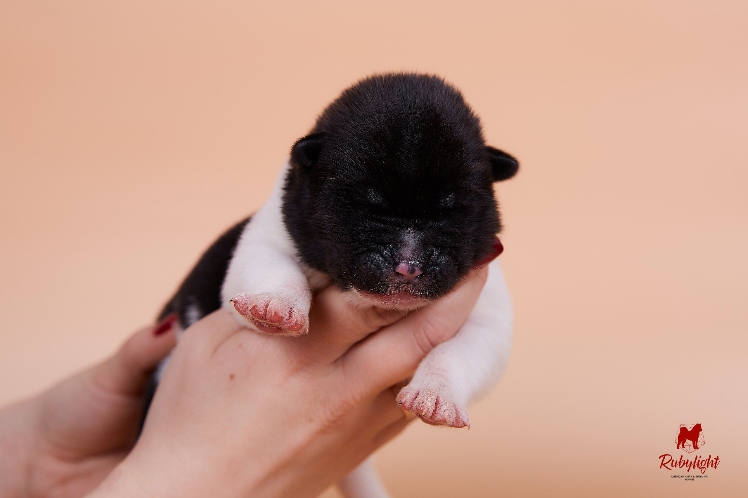 Щенки американской акиты в Санкт-Петербурге, Питомник Рубилайт Rubylight kennel 
Отец: IMAGINE DRAGON (Ruthdales Makin A Statement & Dancing Queen) 
Мать: INFINIT HAPPY (Restyl-ing Paradise Sander & Airish Cream)  