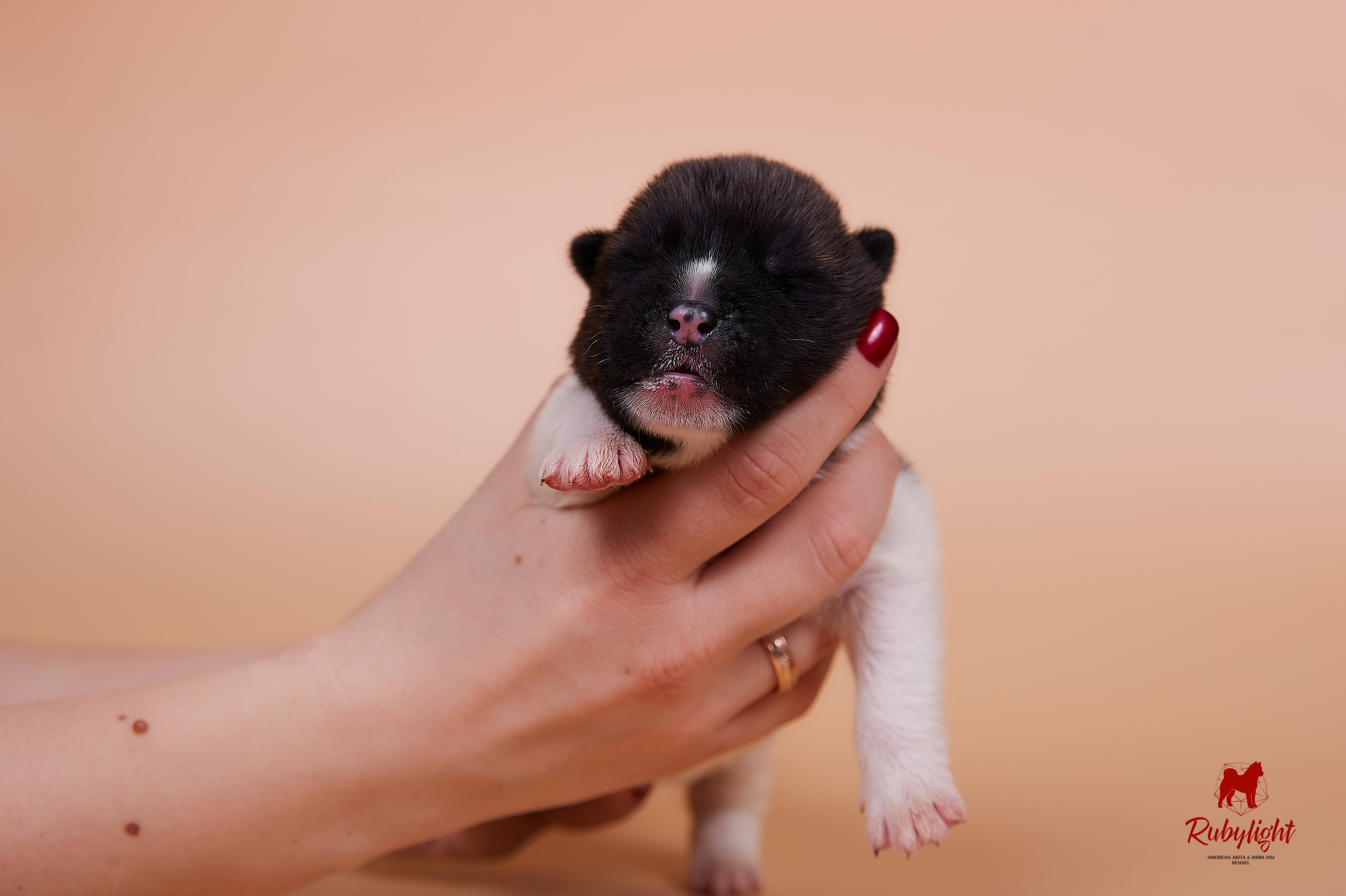 Щенки американской акиты в Санкт-Петербурге, Питомник Рубилайт Rubylight kennel 
Отец: IMAGINE DRAGON (Ruthdales Makin A Statement & Dancing Queen) 
Мать: INFINIT HAPPY (Restyl-ing Paradise Sander & Airish Cream)  