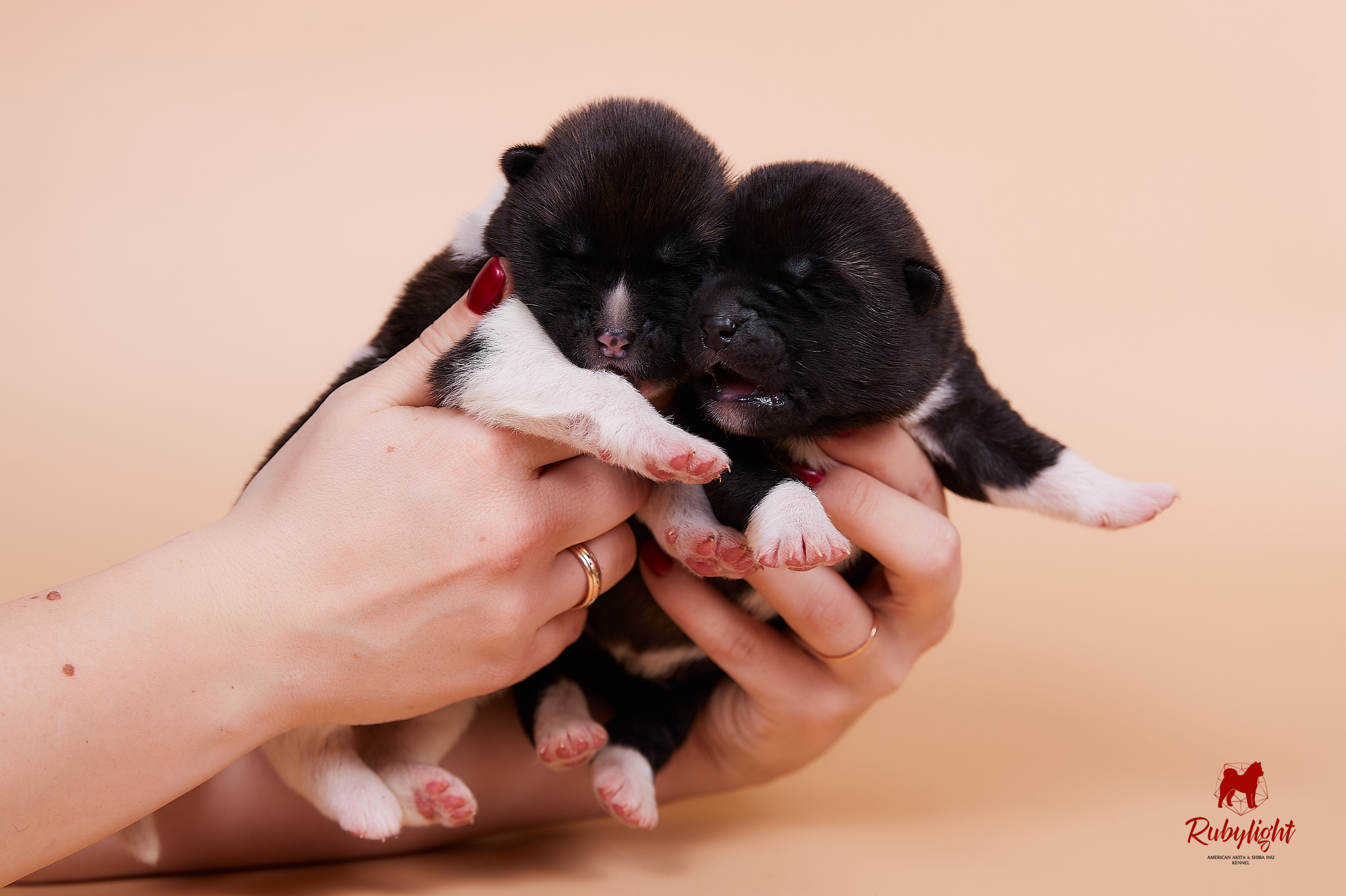 Щенки американской акиты в Санкт-Петербурге, Питомник Рубилайт Rubylight kennel 
Отец: IMAGINE DRAGON (Ruthdales Makin A Statement & Dancing Queen) 
Мать: INFINIT HAPPY (Restyl-ing Paradise Sander & Airish Cream)  