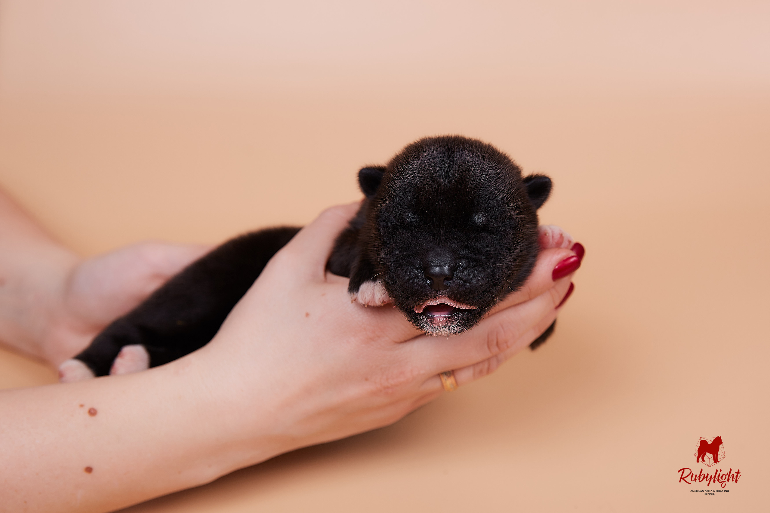 Щенки американской акиты в Санкт-Петербурге, Питомник Рубилайт Rubylight kennel 
Отец: IMAGINE DRAGON (Ruthdales Makin A Statement & Dancing Queen) 
Мать: INFINIT HAPPY (Restyl-ing Paradise Sander & Airish Cream)  