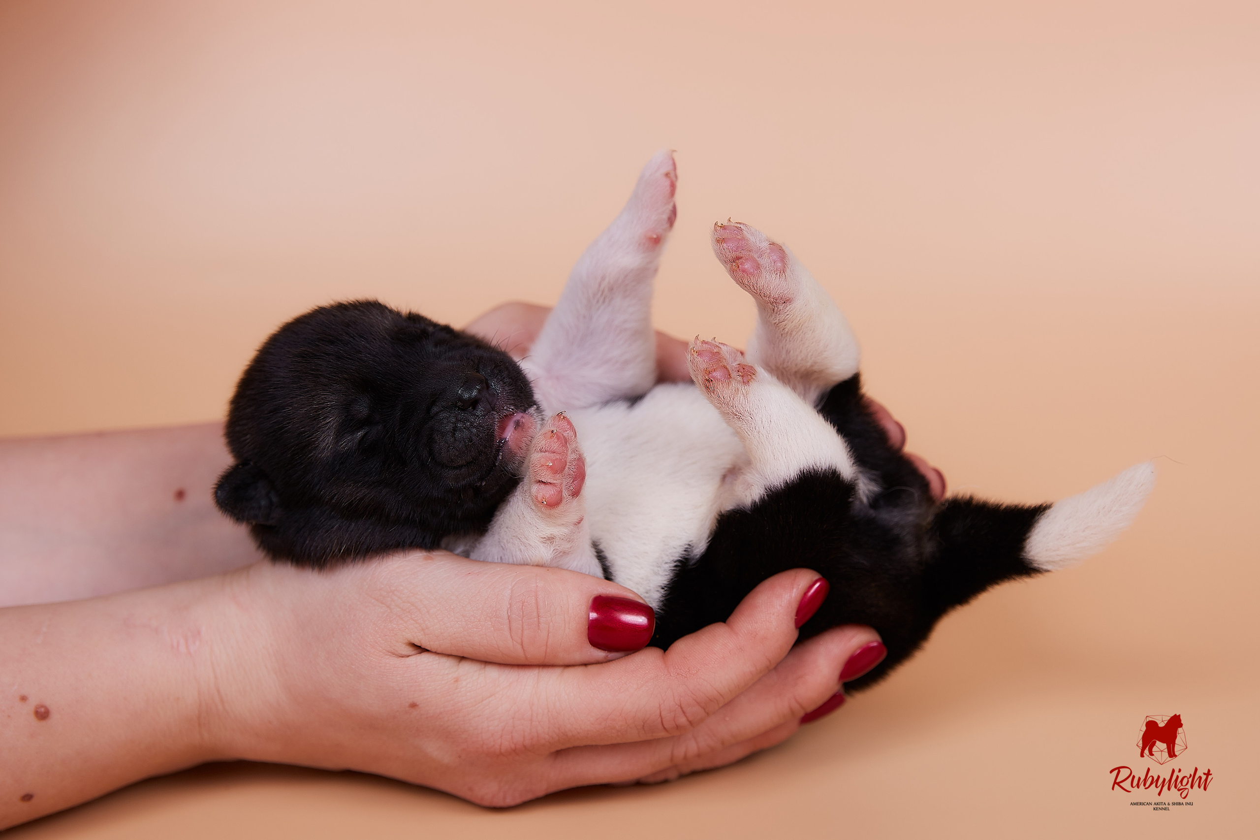 Щенки американской акиты в Санкт-Петербурге, Питомник Рубилайт Rubylight kennel 
Отец: IMAGINE DRAGON (Ruthdales Makin A Statement & Dancing Queen) 
Мать: INFINIT HAPPY (Restyl-ing Paradise Sander & Airish Cream)  