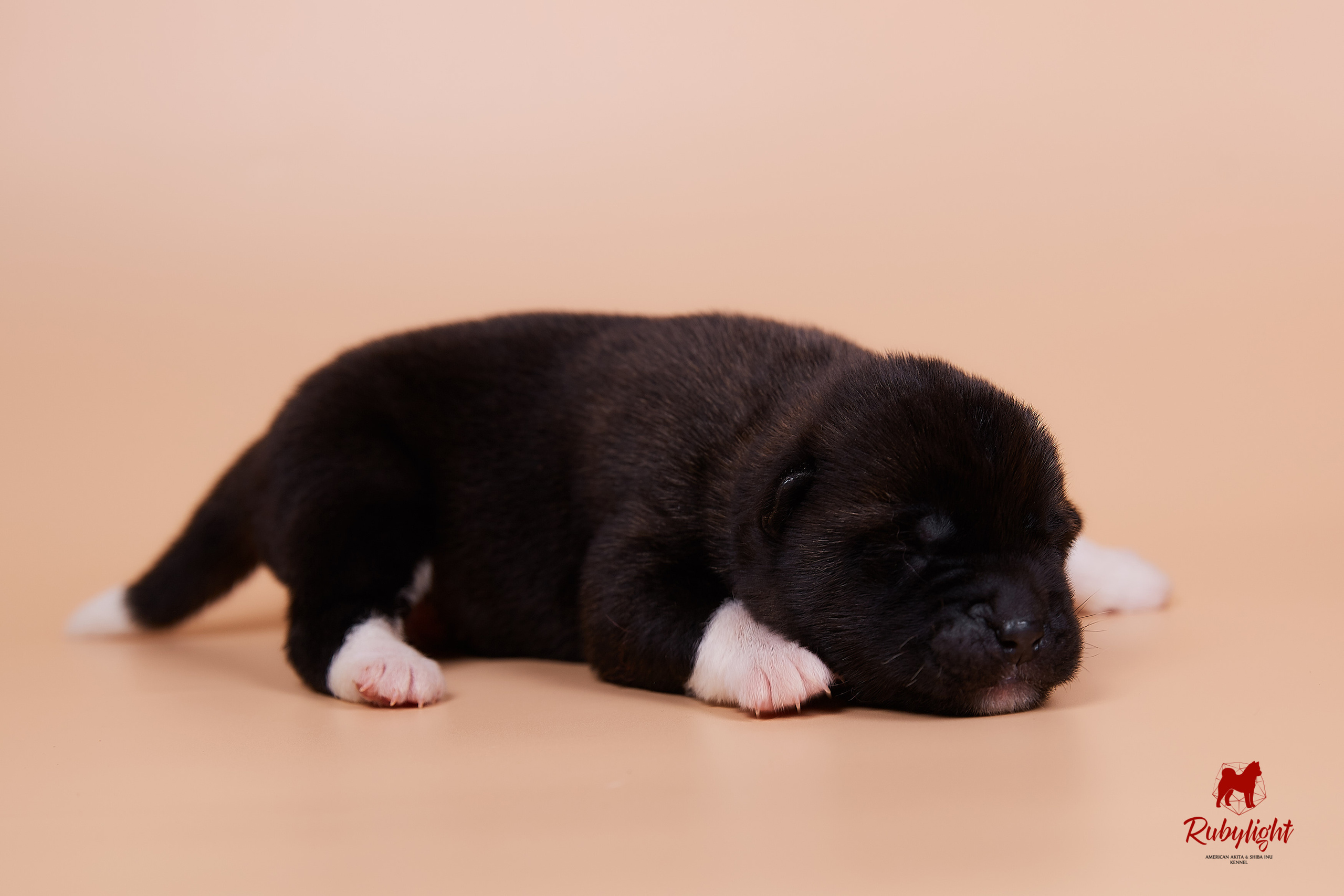 Щенки американской акиты в Санкт-Петербурге, Питомник Рубилайт Rubylight kennel 
Отец: IMAGINE DRAGON (Ruthdales Makin A Statement & Dancing Queen) 
Мать: INFINIT HAPPY (Restyl-ing Paradise Sander & Airish Cream)  