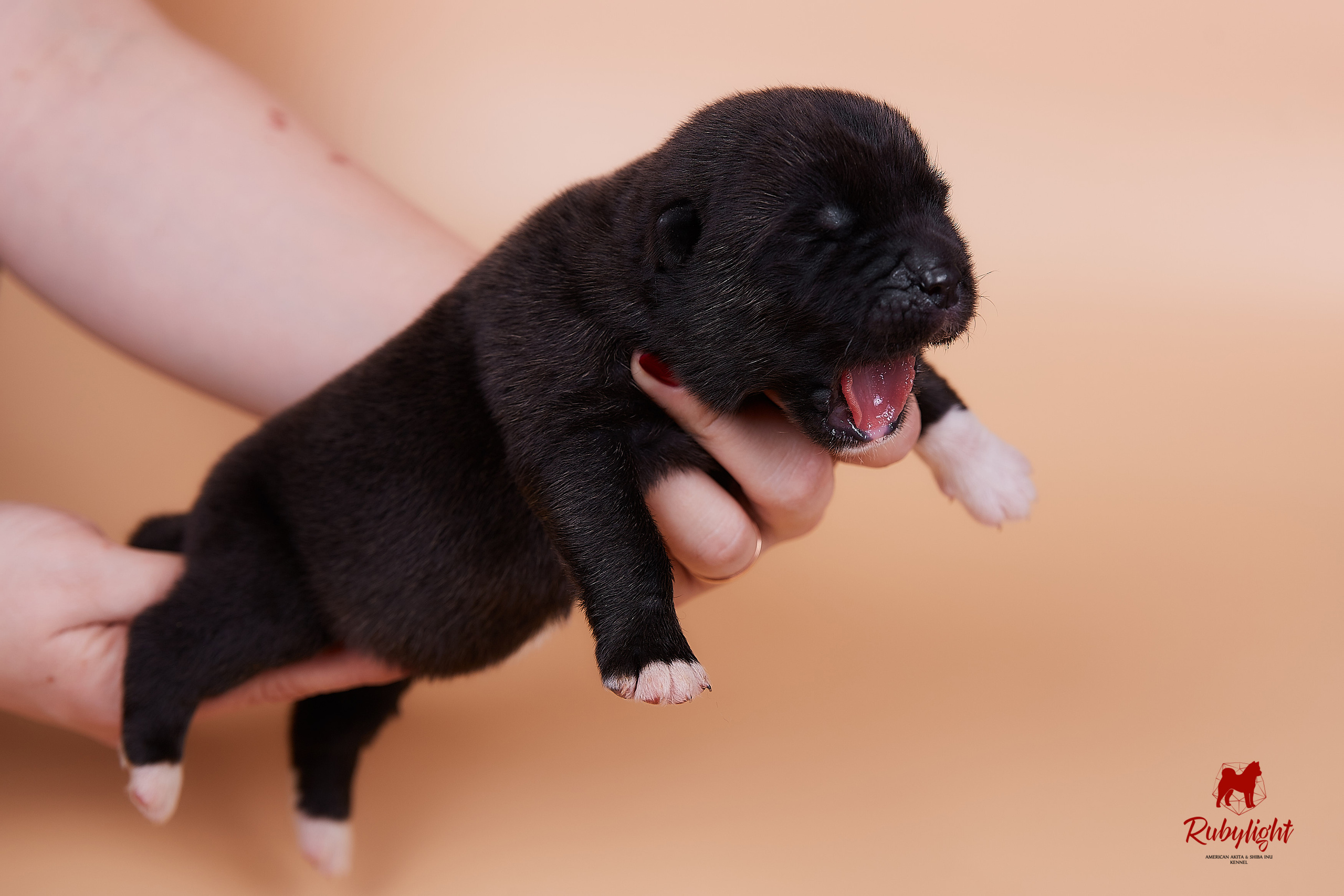 Щенки американской акиты в Санкт-Петербурге, Питомник Рубилайт Rubylight kennel 
Отец: IMAGINE DRAGON (Ruthdales Makin A Statement & Dancing Queen) 
Мать: INFINIT HAPPY (Restyl-ing Paradise Sander & Airish Cream)  