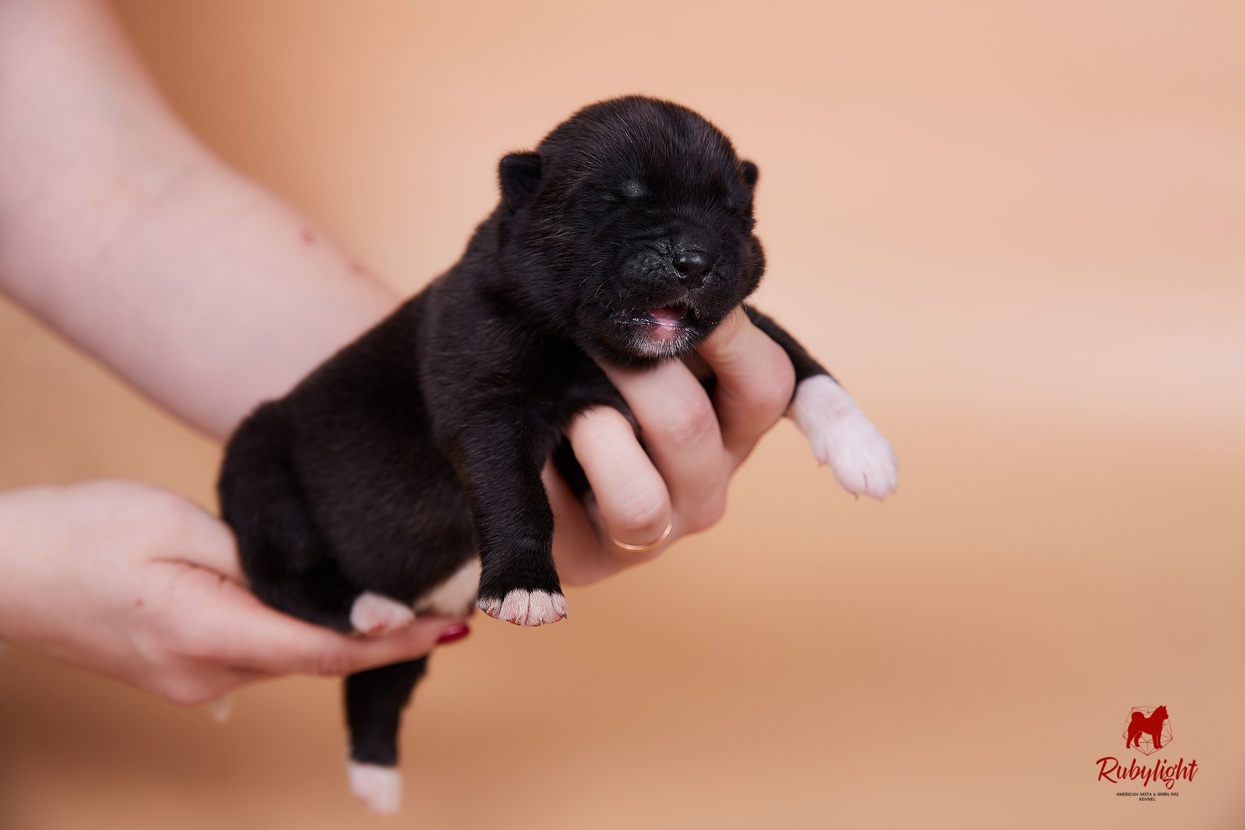 Щенки американской акиты в Санкт-Петербурге, Питомник Рубилайт Rubylight kennel 
Отец: IMAGINE DRAGON (Ruthdales Makin A Statement & Dancing Queen) 
Мать: INFINIT HAPPY (Restyl-ing Paradise Sander & Airish Cream)  