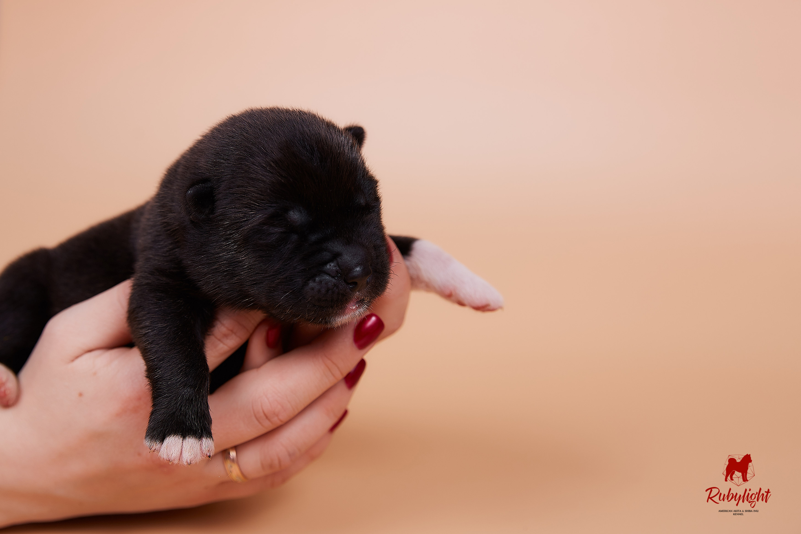 Щенки американской акиты в Санкт-Петербурге, Питомник Рубилайт Rubylight kennel 
Отец: IMAGINE DRAGON (Ruthdales Makin A Statement & Dancing Queen) 
Мать: INFINIT HAPPY (Restyl-ing Paradise Sander & Airish Cream)  