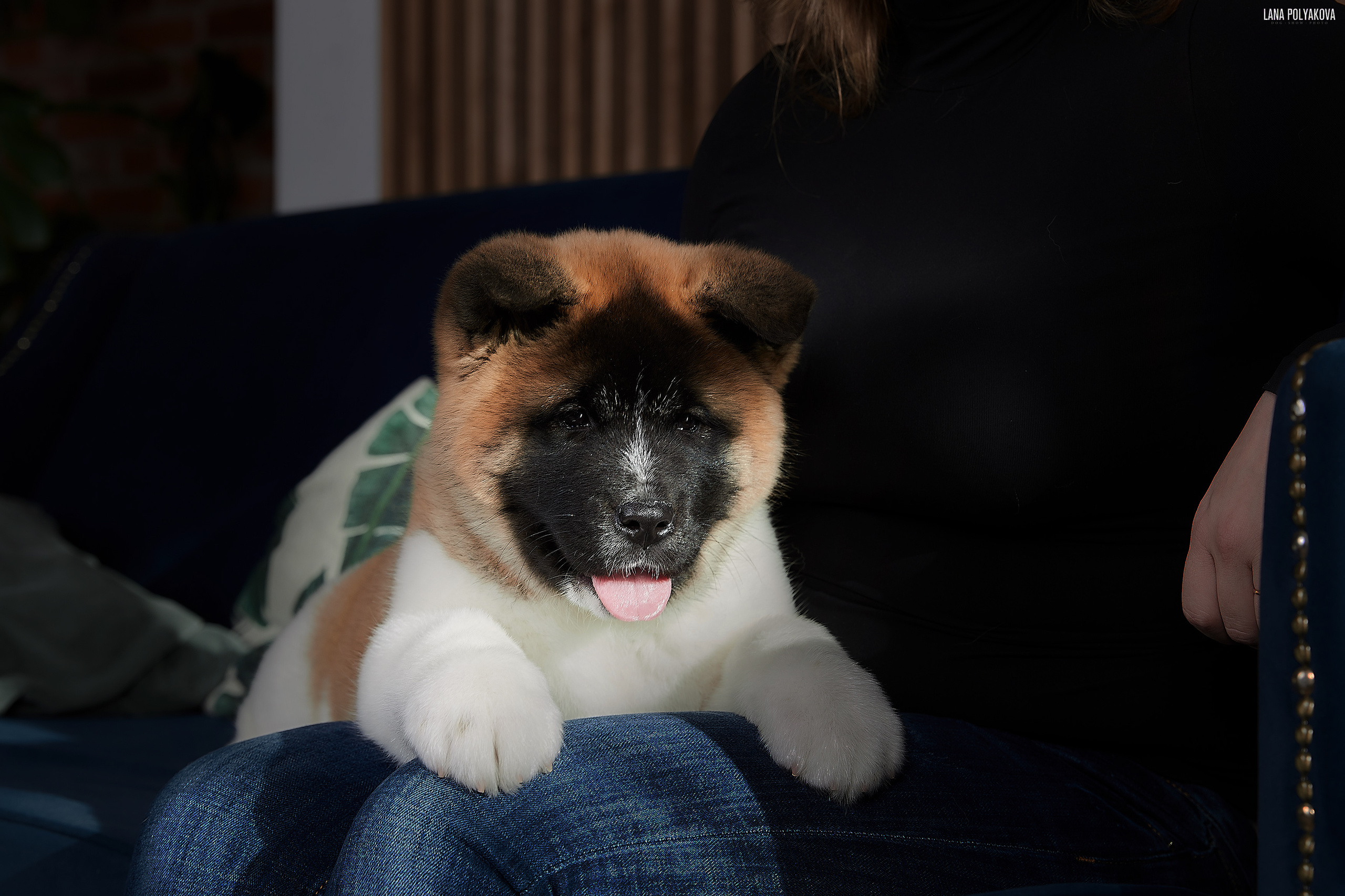 Американская акита щенки питомник Рубилайт RUBYLIGHT