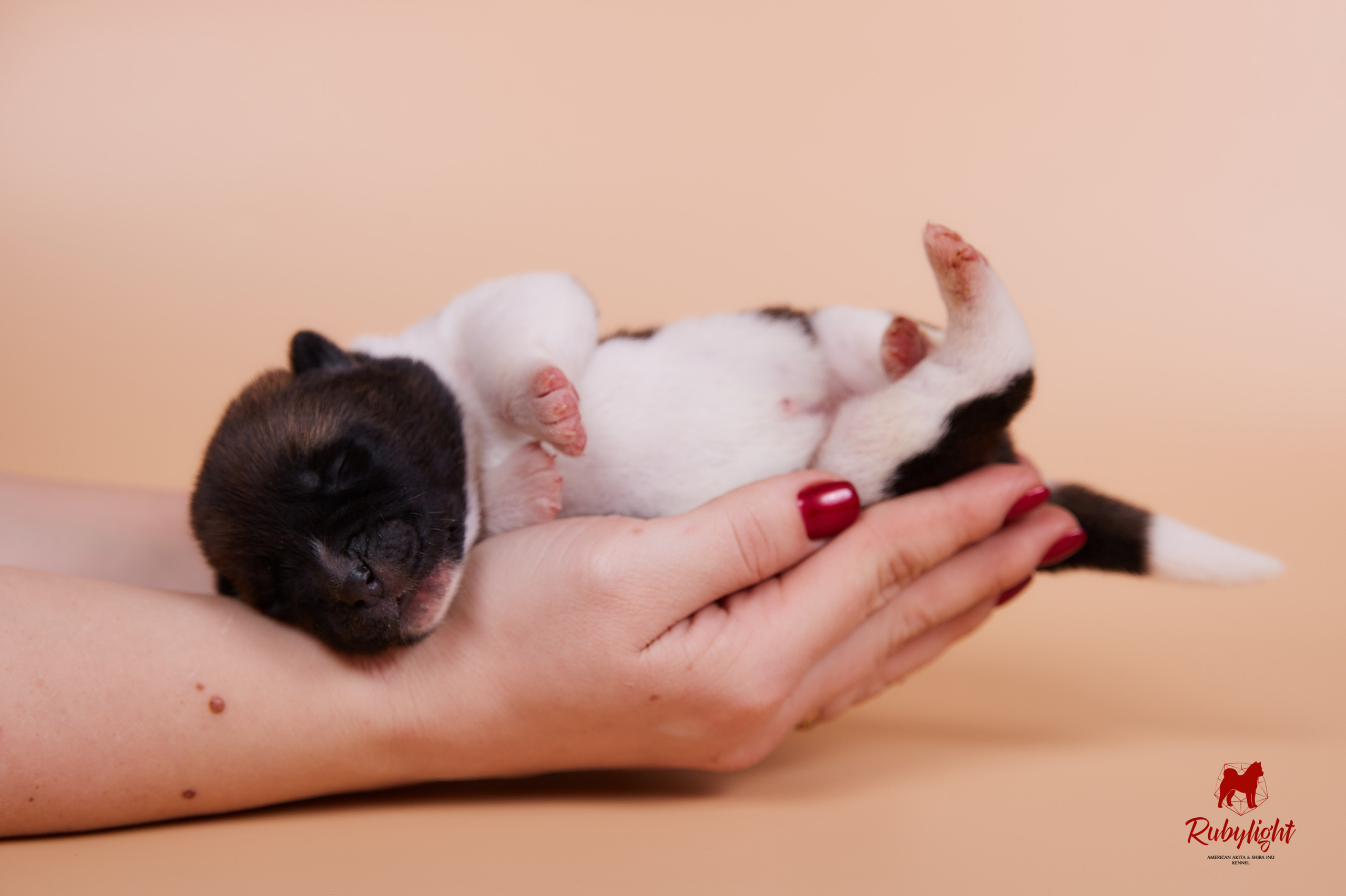 Щенки американской акиты в Санкт-Петербурге, Питомник Рубилайт Rubylight kennel 
Отец: IMAGINE DRAGON (Ruthdales Makin A Statement & Dancing Queen) 
Мать: INFINIT HAPPY (Restyl-ing Paradise Sander & Airish Cream)  