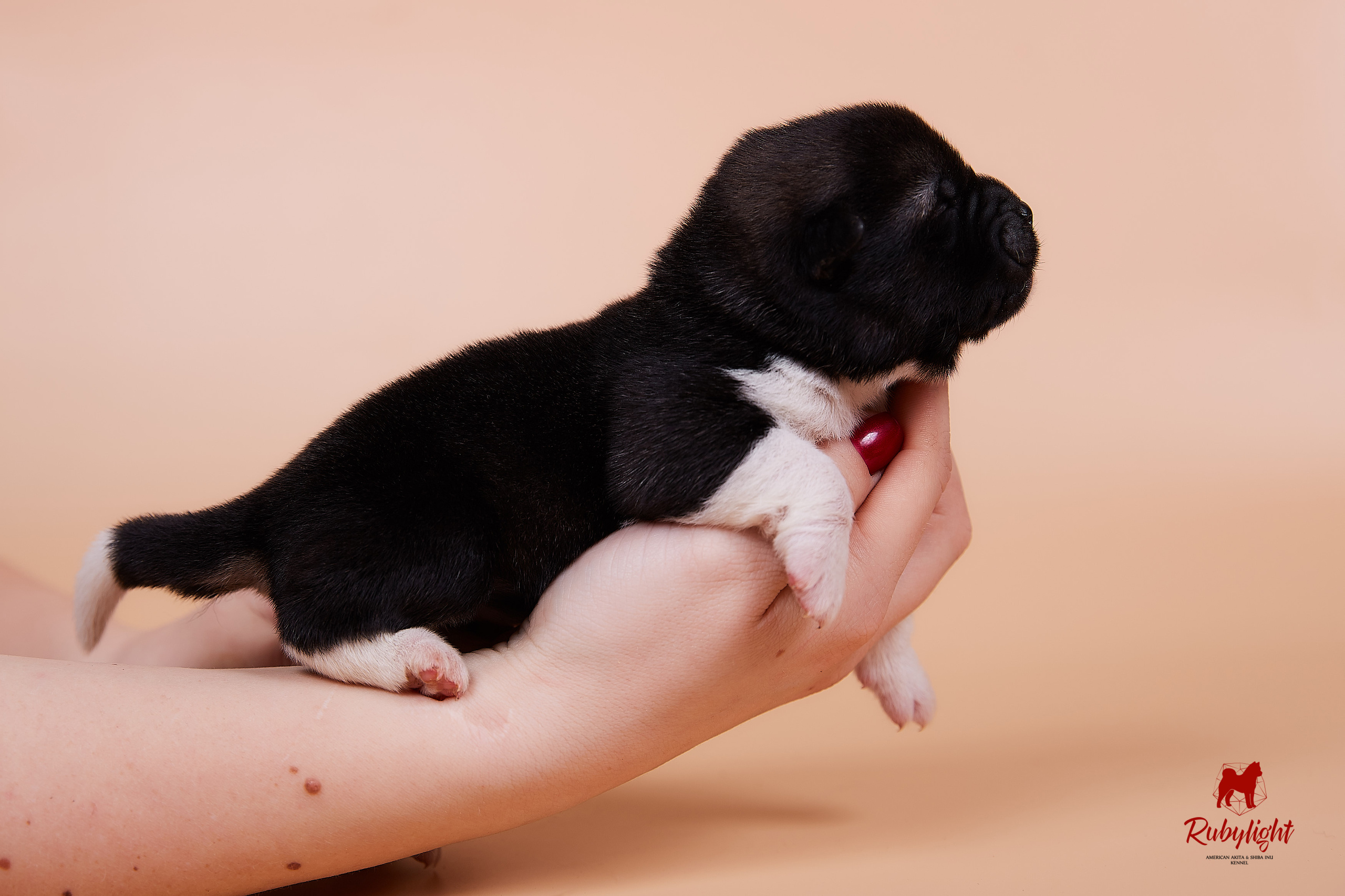 Щенки американской акиты в Санкт-Петербурге, Питомник Рубилайт Rubylight kennel 
Отец: IMAGINE DRAGON (Ruthdales Makin A Statement & Dancing Queen) 
Мать: INFINIT HAPPY (Restyl-ing Paradise Sander & Airish Cream)  