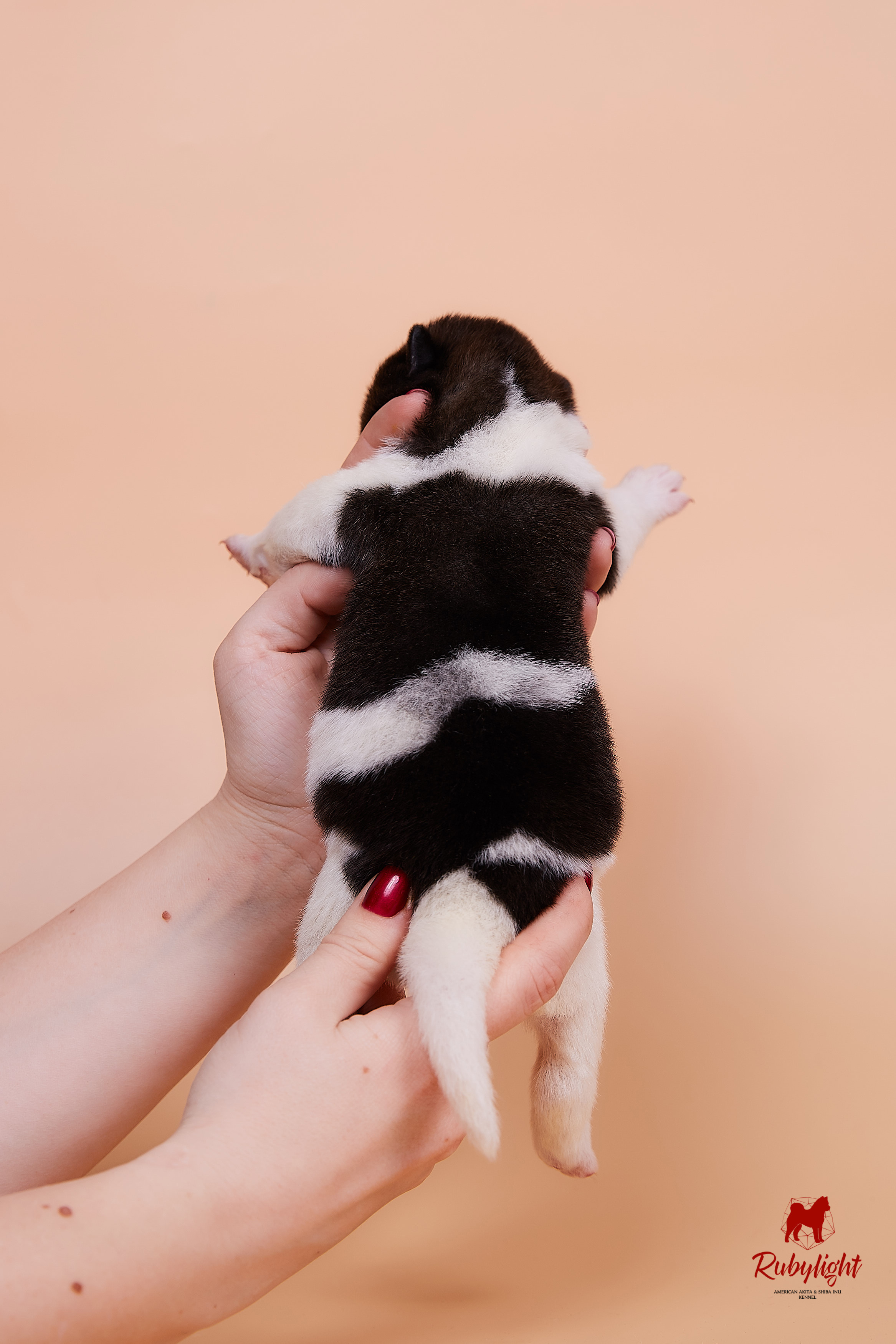 Щенки американской акиты в Санкт-Петербурге, Питомник Рубилайт Rubylight kennel 
Отец: IMAGINE DRAGON (Ruthdales Makin A Statement & Dancing Queen) 
Мать: INFINIT HAPPY (Restyl-ing Paradise Sander & Airish Cream)  