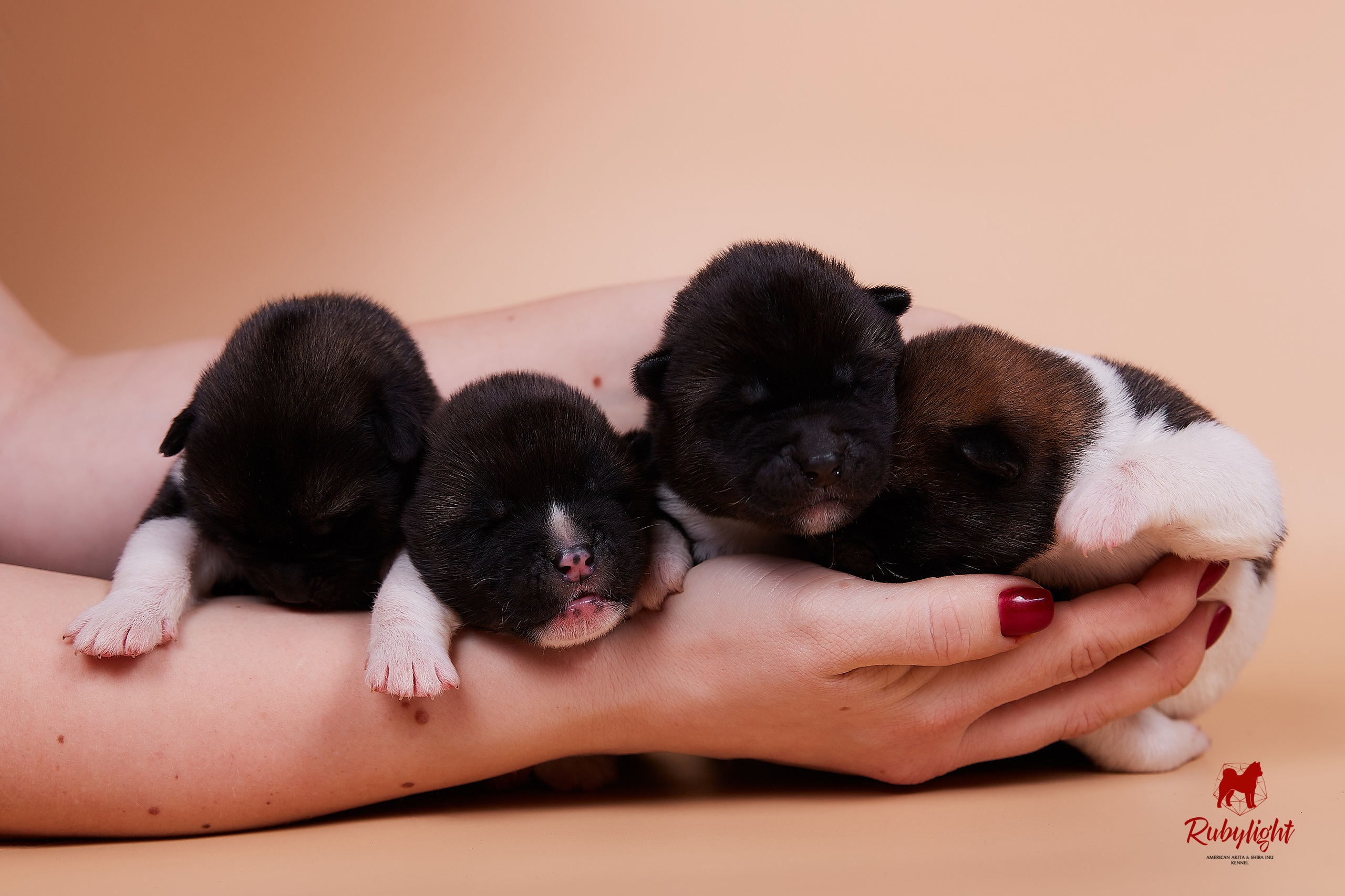 Щенки американской акиты в Санкт-Петербурге, Питомник Рубилайт Rubylight kennel 
Отец: IMAGINE DRAGON (Ruthdales Makin A Statement & Dancing Queen) 
Мать: INFINIT HAPPY (Restyl-ing Paradise Sander & Airish Cream)  