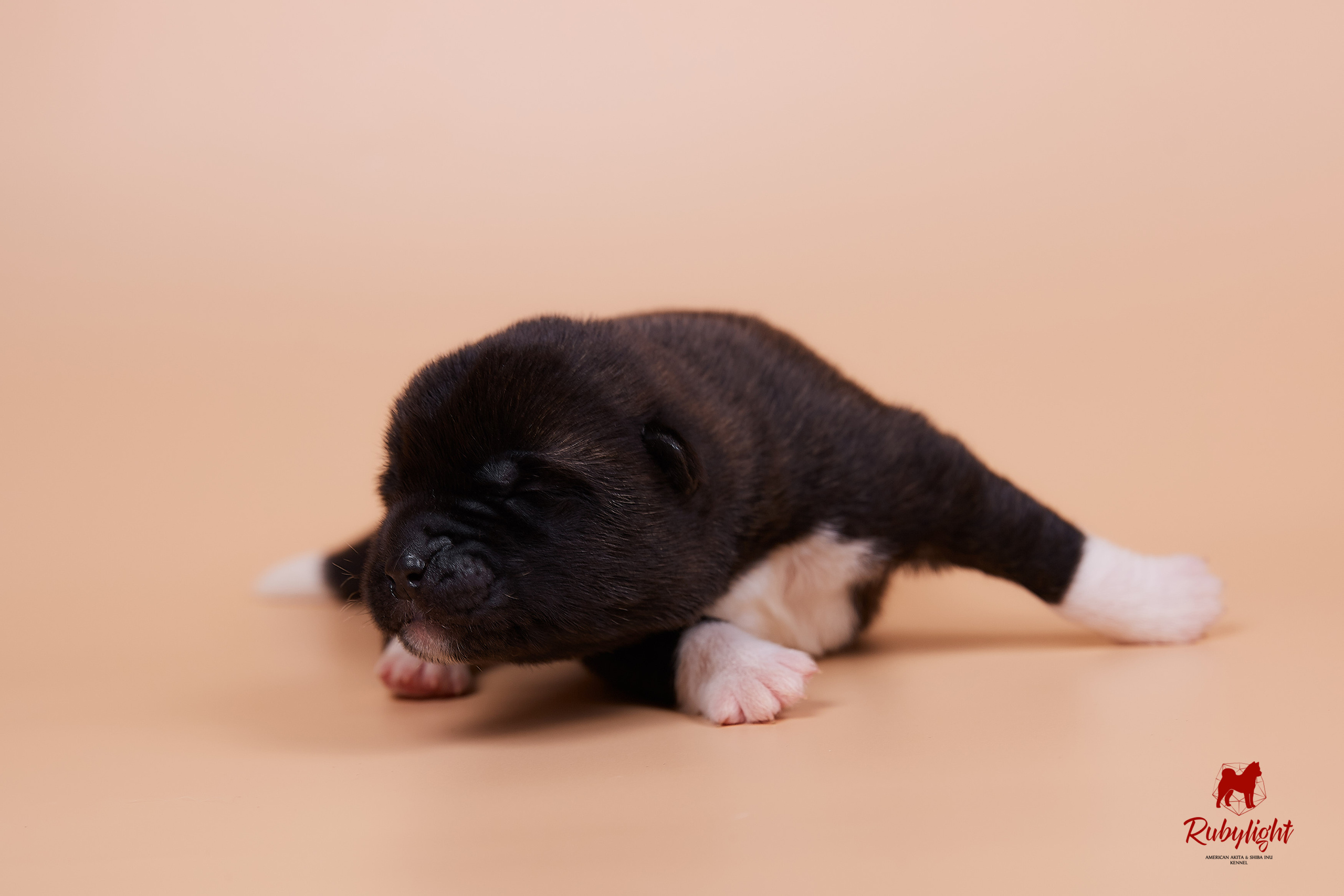 Щенки американской акиты в Санкт-Петербурге, Питомник Рубилайт Rubylight kennel 
Отец: IMAGINE DRAGON (Ruthdales Makin A Statement & Dancing Queen) 
Мать: INFINIT HAPPY (Restyl-ing Paradise Sander & Airish Cream)  