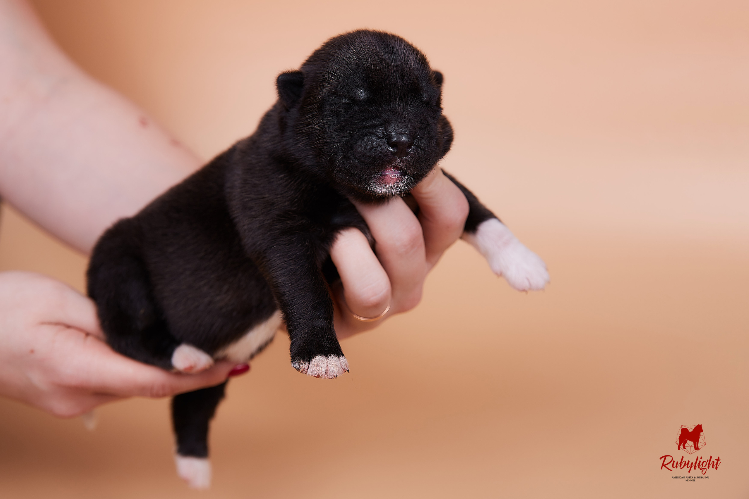 Щенки американской акиты в Санкт-Петербурге, Питомник Рубилайт Rubylight kennel 
Отец: IMAGINE DRAGON (Ruthdales Makin A Statement & Dancing Queen) 
Мать: INFINIT HAPPY (Restyl-ing Paradise Sander & Airish Cream)  