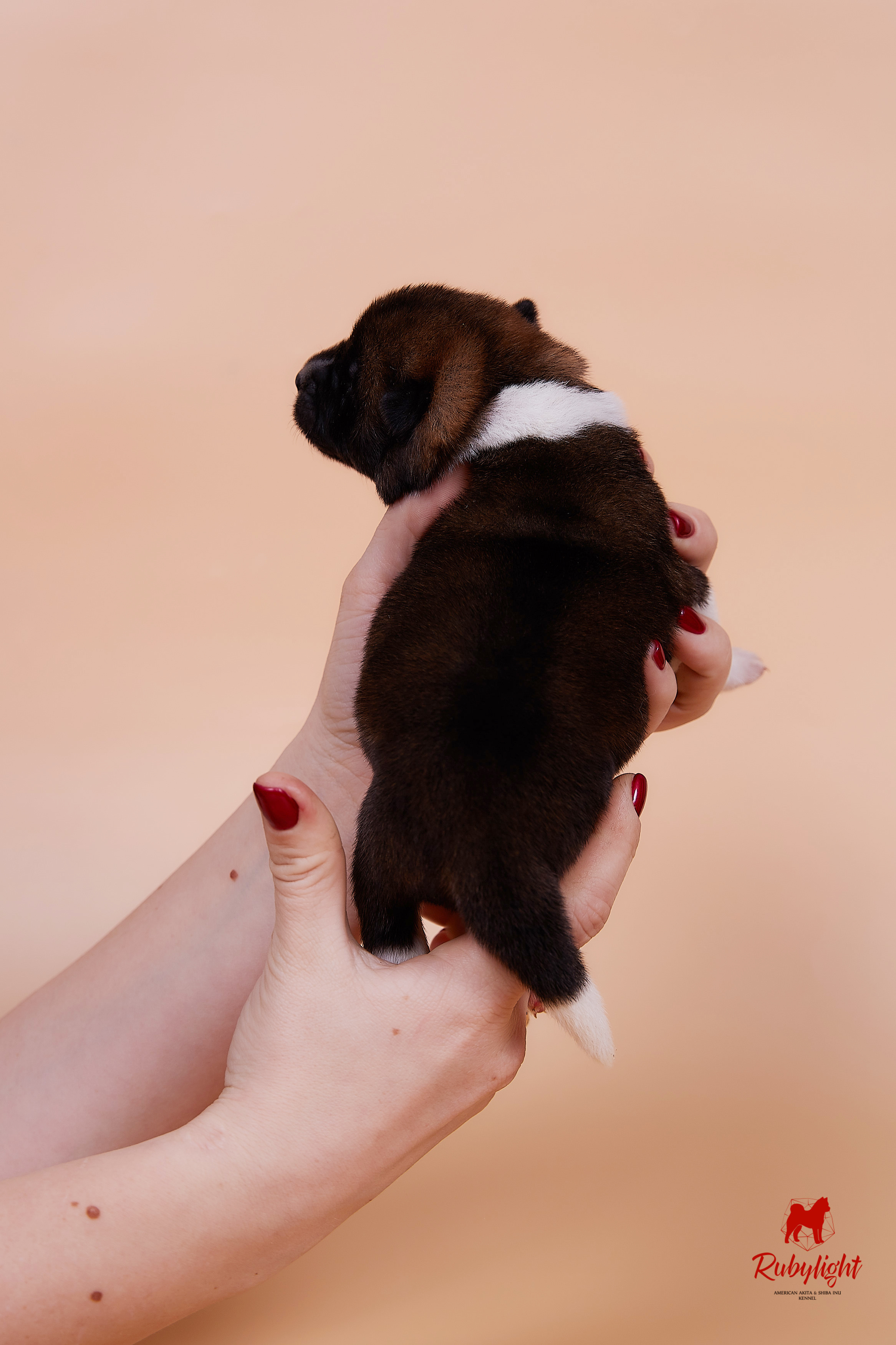 Щенки американской акиты в Санкт-Петербурге, Питомник Рубилайт Rubylight kennel 
Отец: IMAGINE DRAGON (Ruthdales Makin A Statement & Dancing Queen) 
Мать: INFINIT HAPPY (Restyl-ing Paradise Sander & Airish Cream)  