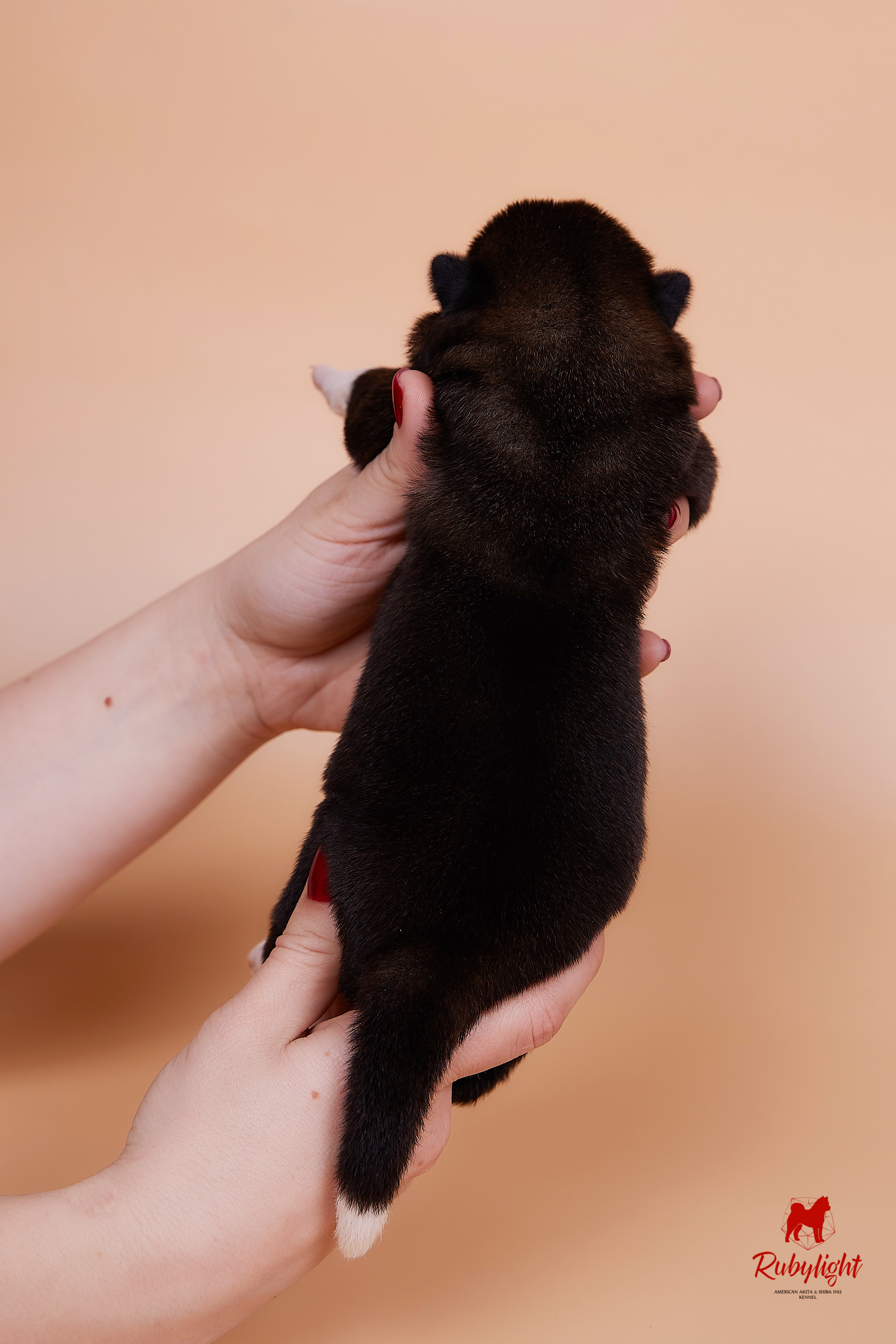 Щенки американской акиты в Санкт-Петербурге, Питомник Рубилайт Rubylight kennel 
Отец: IMAGINE DRAGON (Ruthdales Makin A Statement & Dancing Queen) 
Мать: INFINIT HAPPY (Restyl-ing Paradise Sander & Airish Cream)  