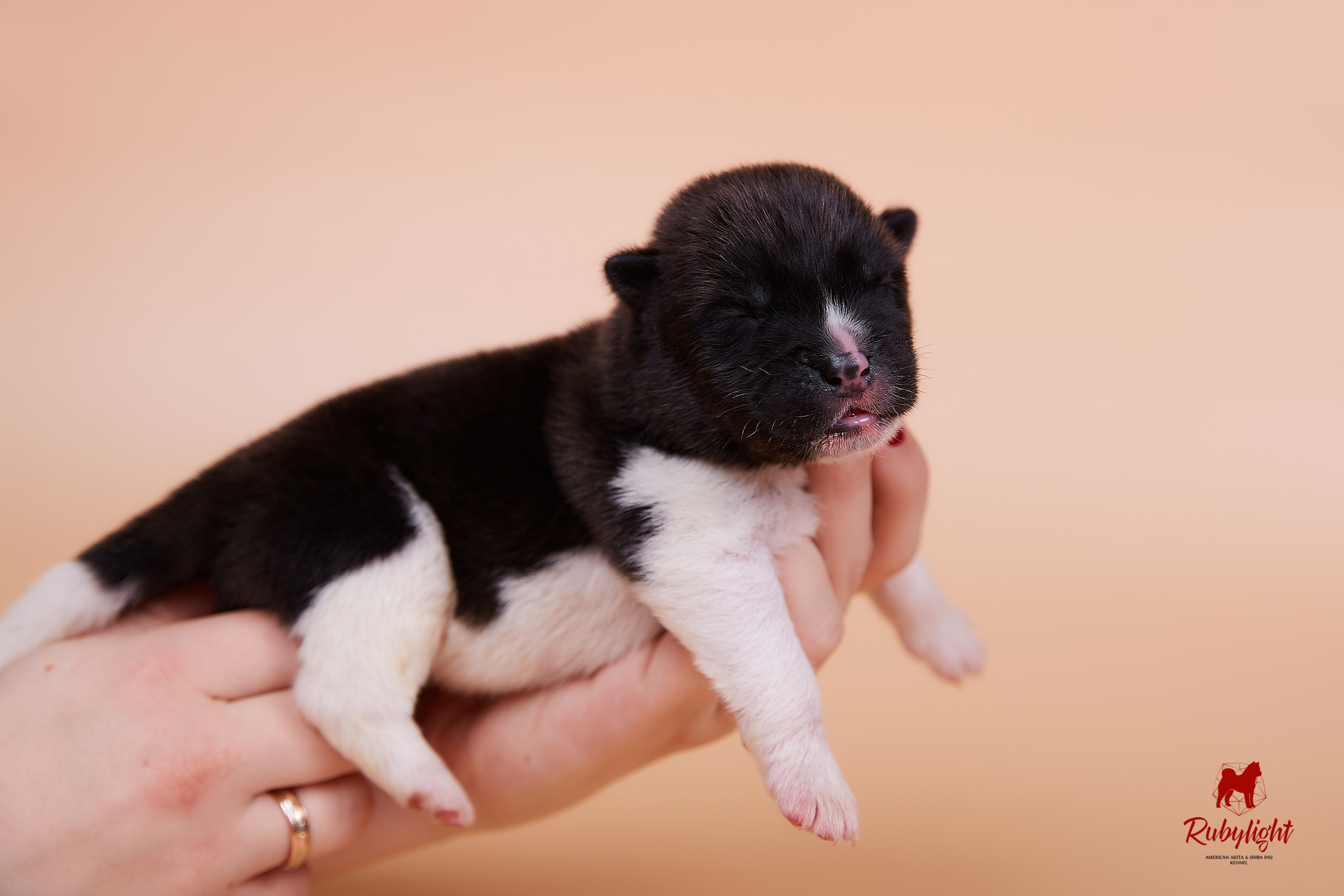 Щенки американской акиты в Санкт-Петербурге, Питомник Рубилайт Rubylight kennel 
Отец: IMAGINE DRAGON (Ruthdales Makin A Statement & Dancing Queen) 
Мать: INFINIT HAPPY (Restyl-ing Paradise Sander & Airish Cream)  