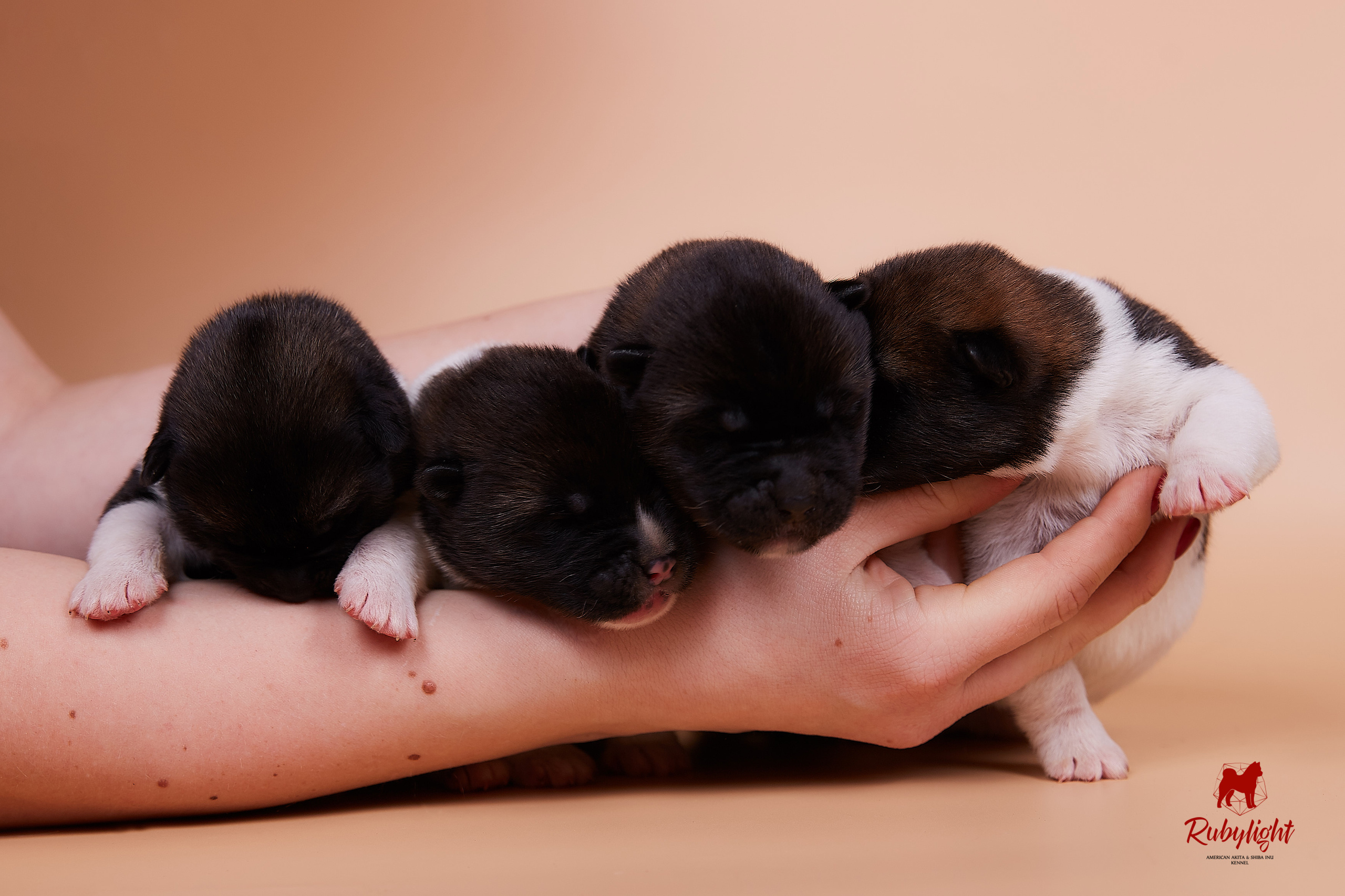 Щенки американской акиты в Санкт-Петербурге, Питомник Рубилайт Rubylight kennel 
Отец: IMAGINE DRAGON (Ruthdales Makin A Statement & Dancing Queen) 
Мать: INFINIT HAPPY (Restyl-ing Paradise Sander & Airish Cream)  