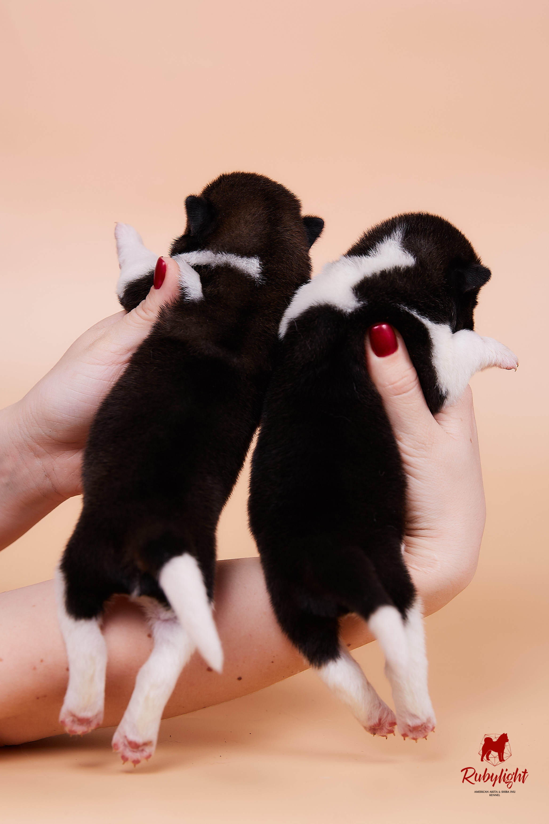 Щенки американской акиты в Санкт-Петербурге, Питомник Рубилайт Rubylight kennel 
Отец: IMAGINE DRAGON (Ruthdales Makin A Statement & Dancing Queen) 
Мать: INFINIT HAPPY (Restyl-ing Paradise Sander & Airish Cream)  