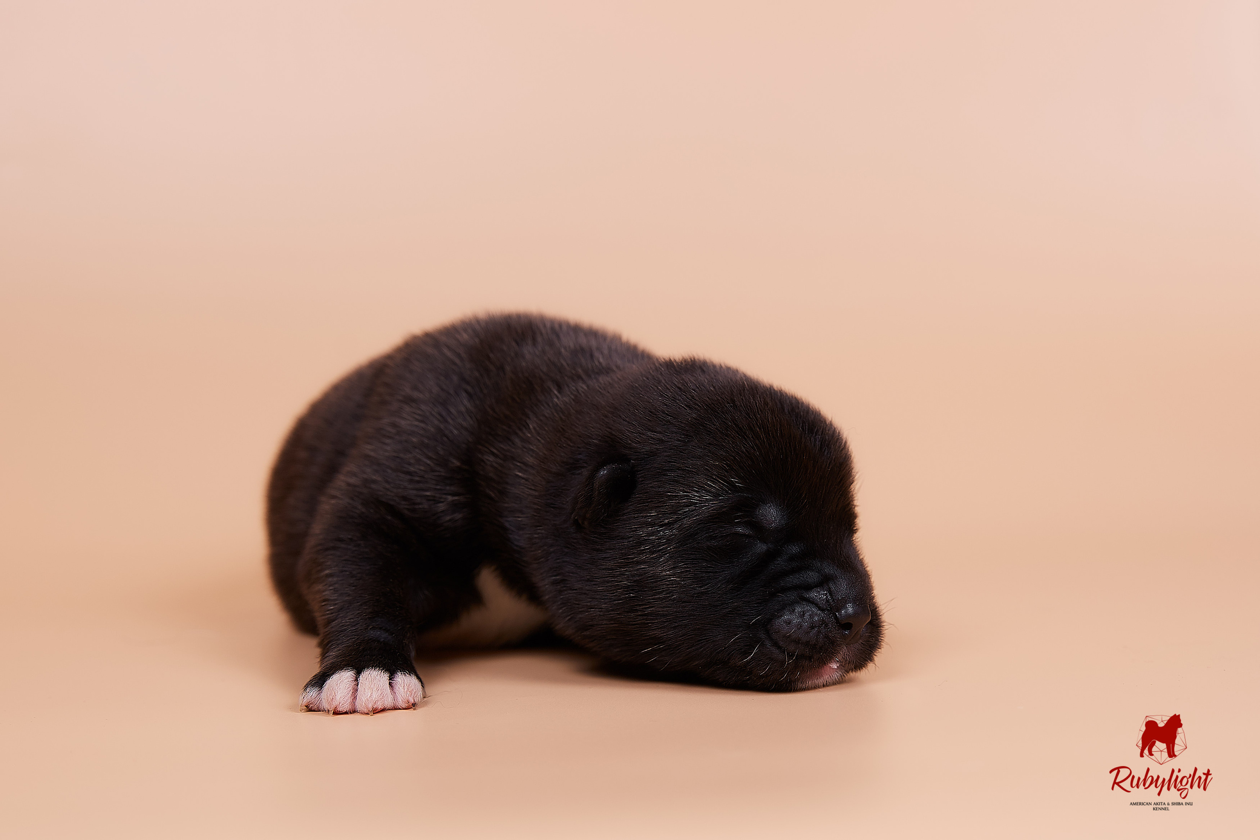 Щенки американской акиты в Санкт-Петербурге, Питомник Рубилайт Rubylight kennel 
Отец: IMAGINE DRAGON (Ruthdales Makin A Statement & Dancing Queen) 
Мать: INFINIT HAPPY (Restyl-ing Paradise Sander & Airish Cream)  