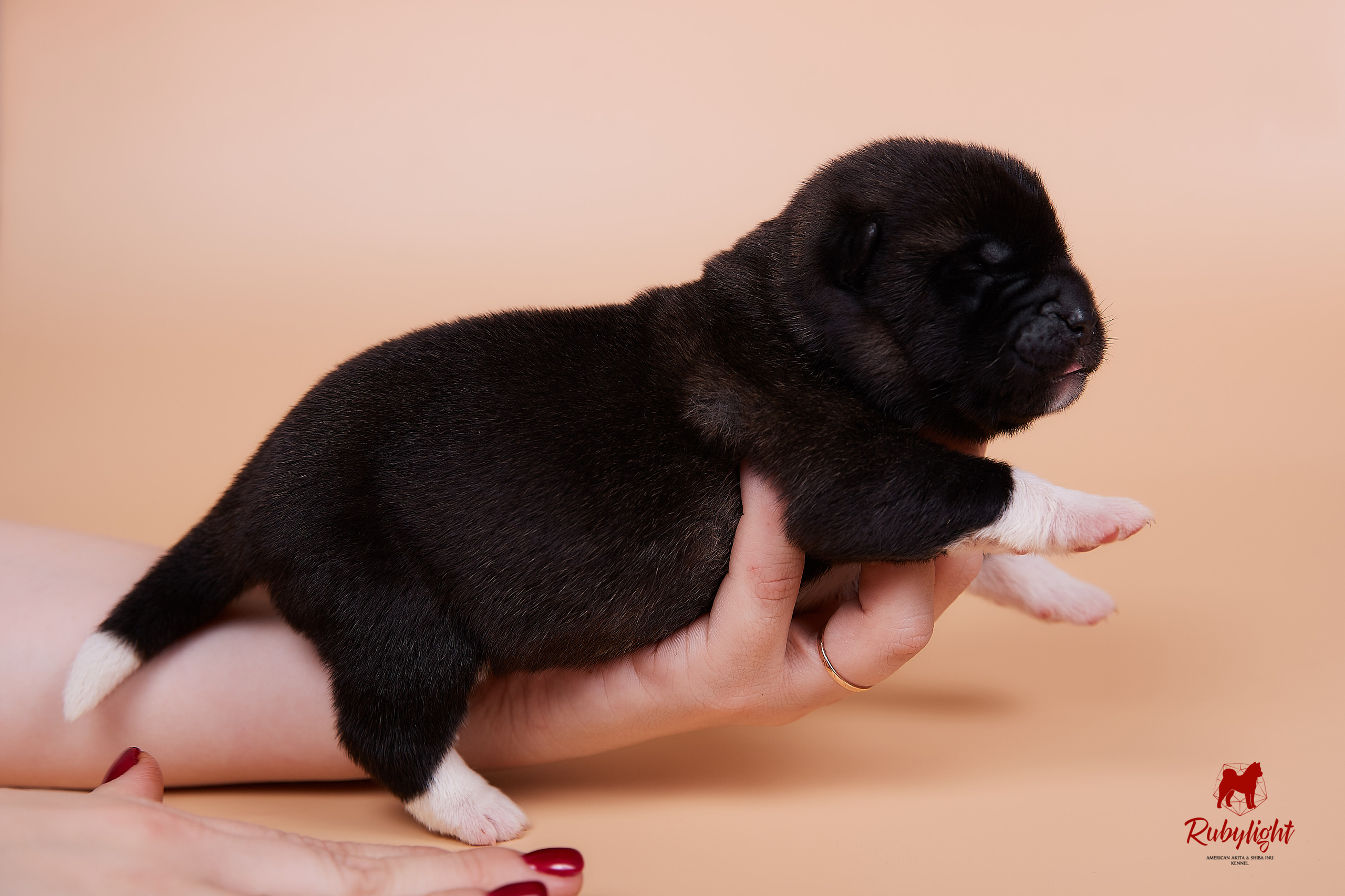 Щенки американской акиты в Санкт-Петербурге, Питомник Рубилайт Rubylight kennel 
Отец: IMAGINE DRAGON (Ruthdales Makin A Statement & Dancing Queen) 
Мать: INFINIT HAPPY (Restyl-ing Paradise Sander & Airish Cream)  