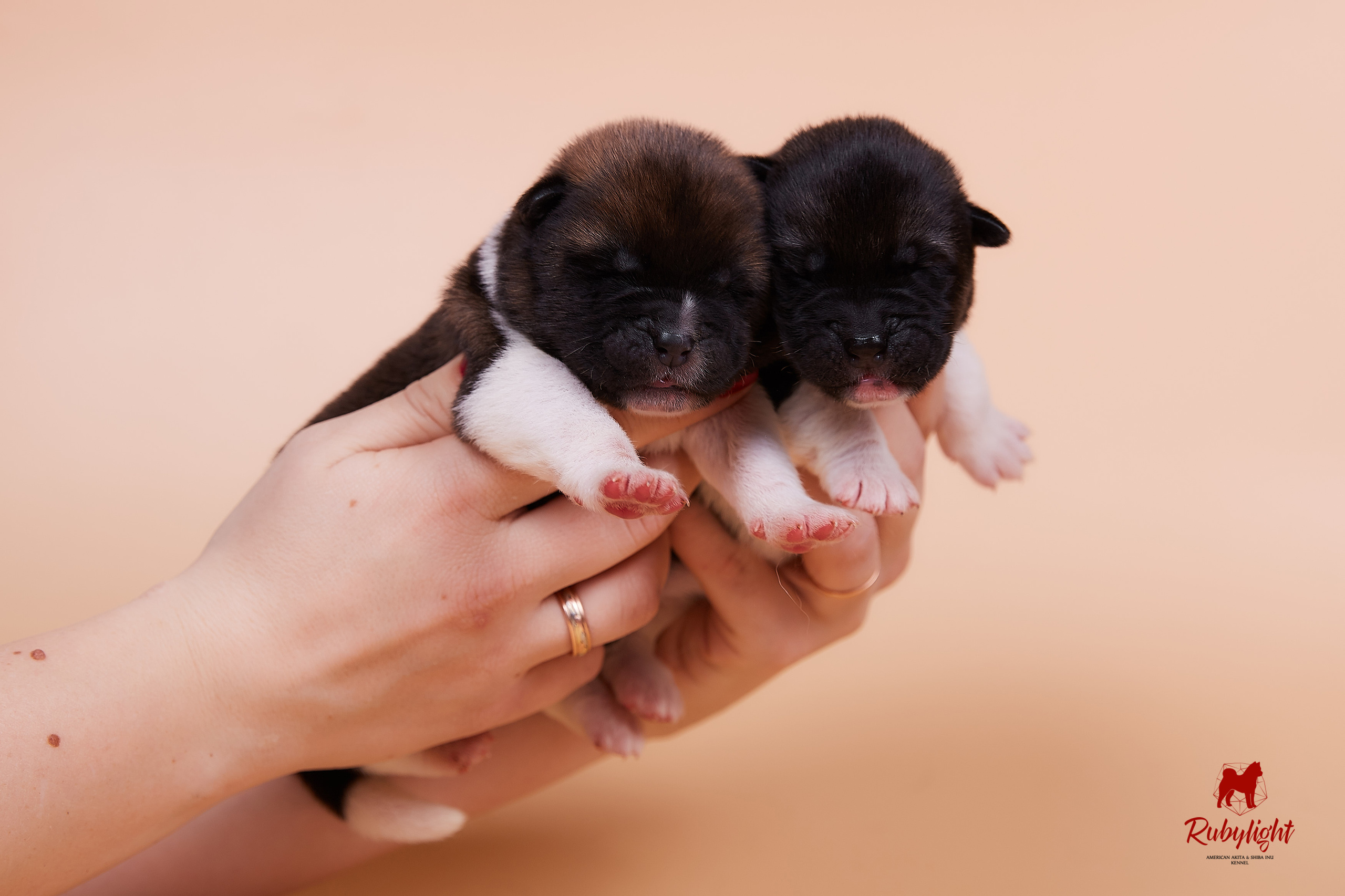 Щенки американской акиты в Санкт-Петербурге, Питомник Рубилайт Rubylight kennel 
Отец: IMAGINE DRAGON (Ruthdales Makin A Statement & Dancing Queen) 
Мать: INFINIT HAPPY (Restyl-ing Paradise Sander & Airish Cream)  