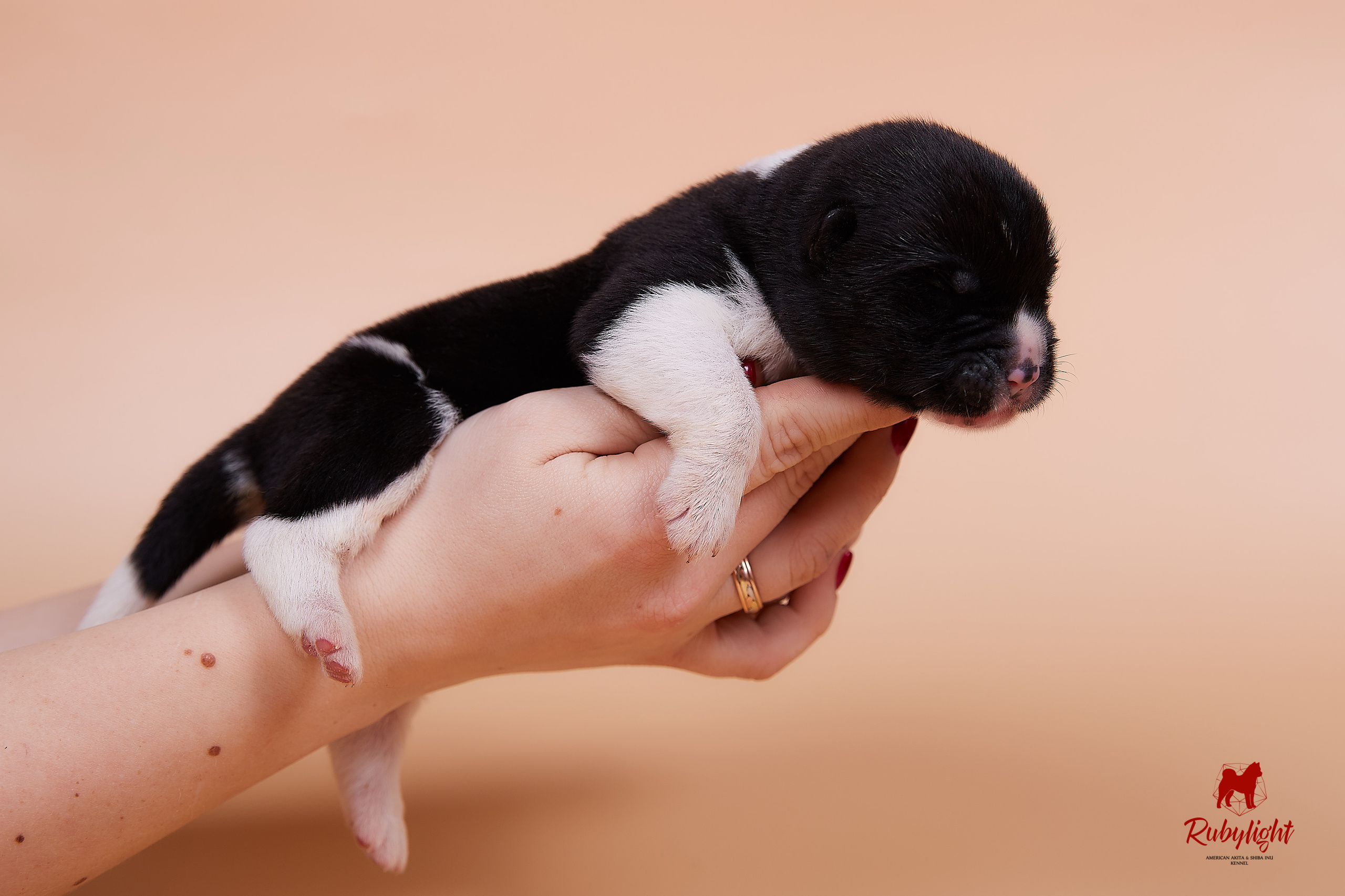 Щенки американской акиты в Санкт-Петербурге, Питомник Рубилайт Rubylight kennel 
Отец: IMAGINE DRAGON (Ruthdales Makin A Statement & Dancing Queen) 
Мать: INFINIT HAPPY (Restyl-ing Paradise Sander & Airish Cream)  