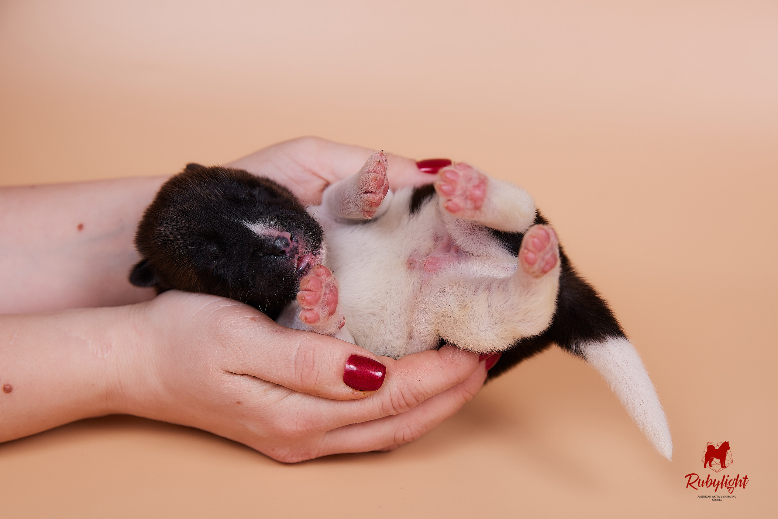 Щенки американской акиты в Санкт-Петербурге, Питомник Рубилайт Rubylight kennel 
Отец: IMAGINE DRAGON (Ruthdales Makin A Statement & Dancing Queen) 
Мать: INFINIT HAPPY (Restyl-ing Paradise Sander & Airish Cream)  