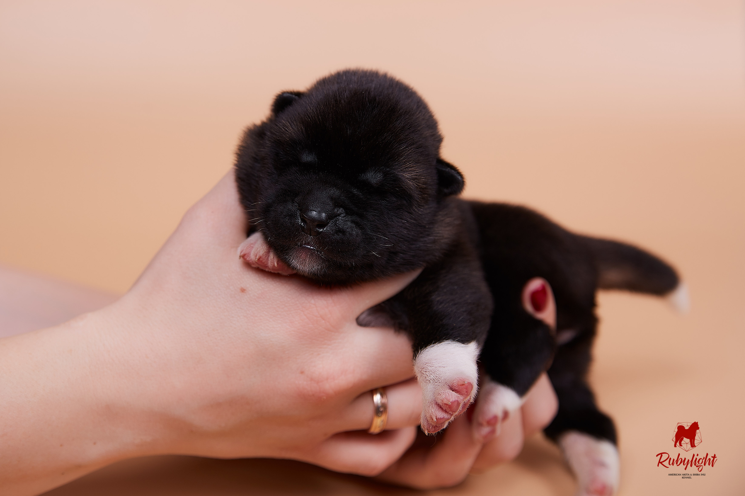 Щенки американской акиты в Санкт-Петербурге, Питомник Рубилайт Rubylight kennel 
Отец: IMAGINE DRAGON (Ruthdales Makin A Statement & Dancing Queen) 
Мать: INFINIT HAPPY (Restyl-ing Paradise Sander & Airish Cream)  