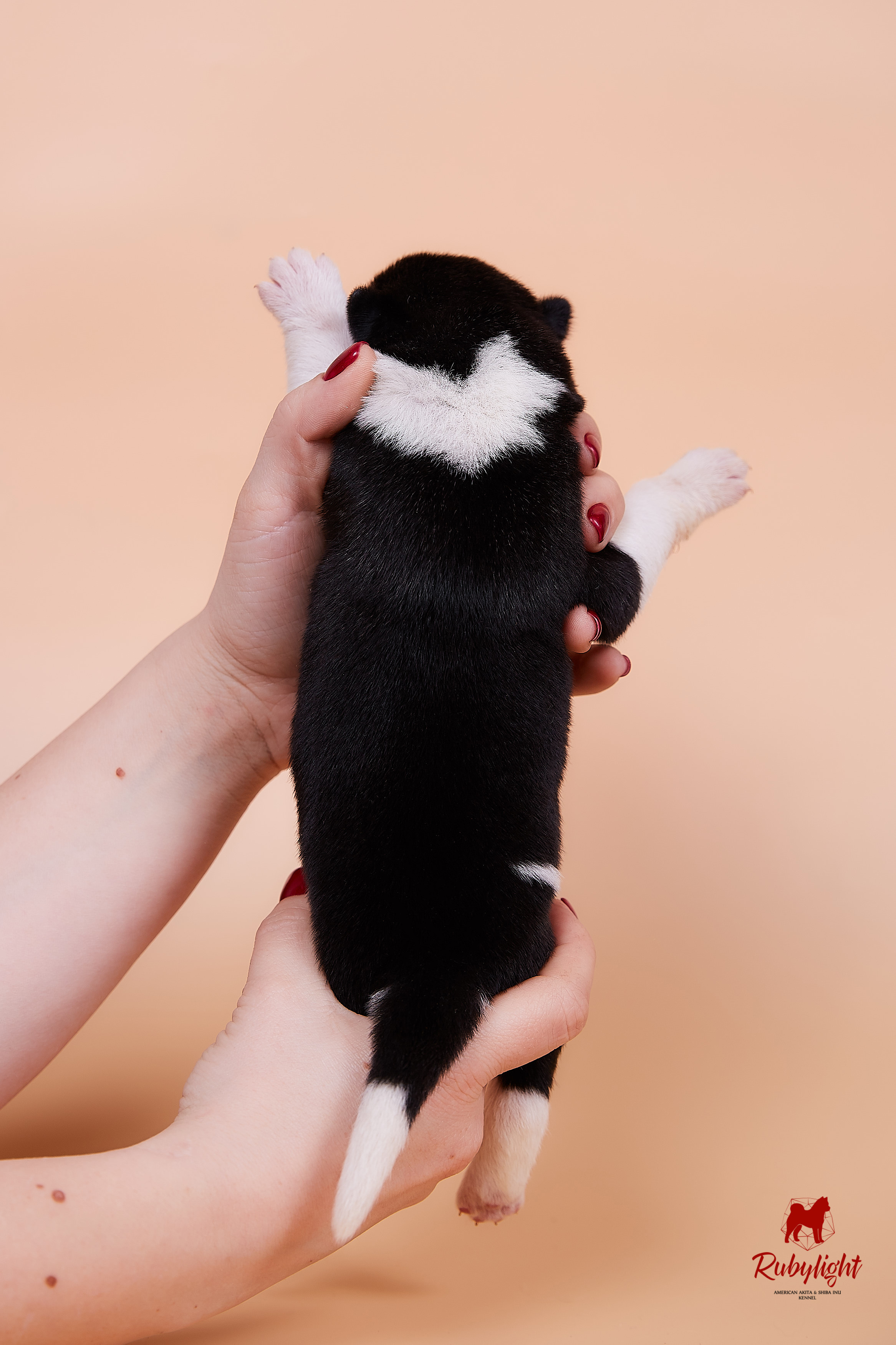 Щенки американской акиты в Санкт-Петербурге, Питомник Рубилайт Rubylight kennel 
Отец: IMAGINE DRAGON (Ruthdales Makin A Statement & Dancing Queen) 
Мать: INFINIT HAPPY (Restyl-ing Paradise Sander & Airish Cream)  