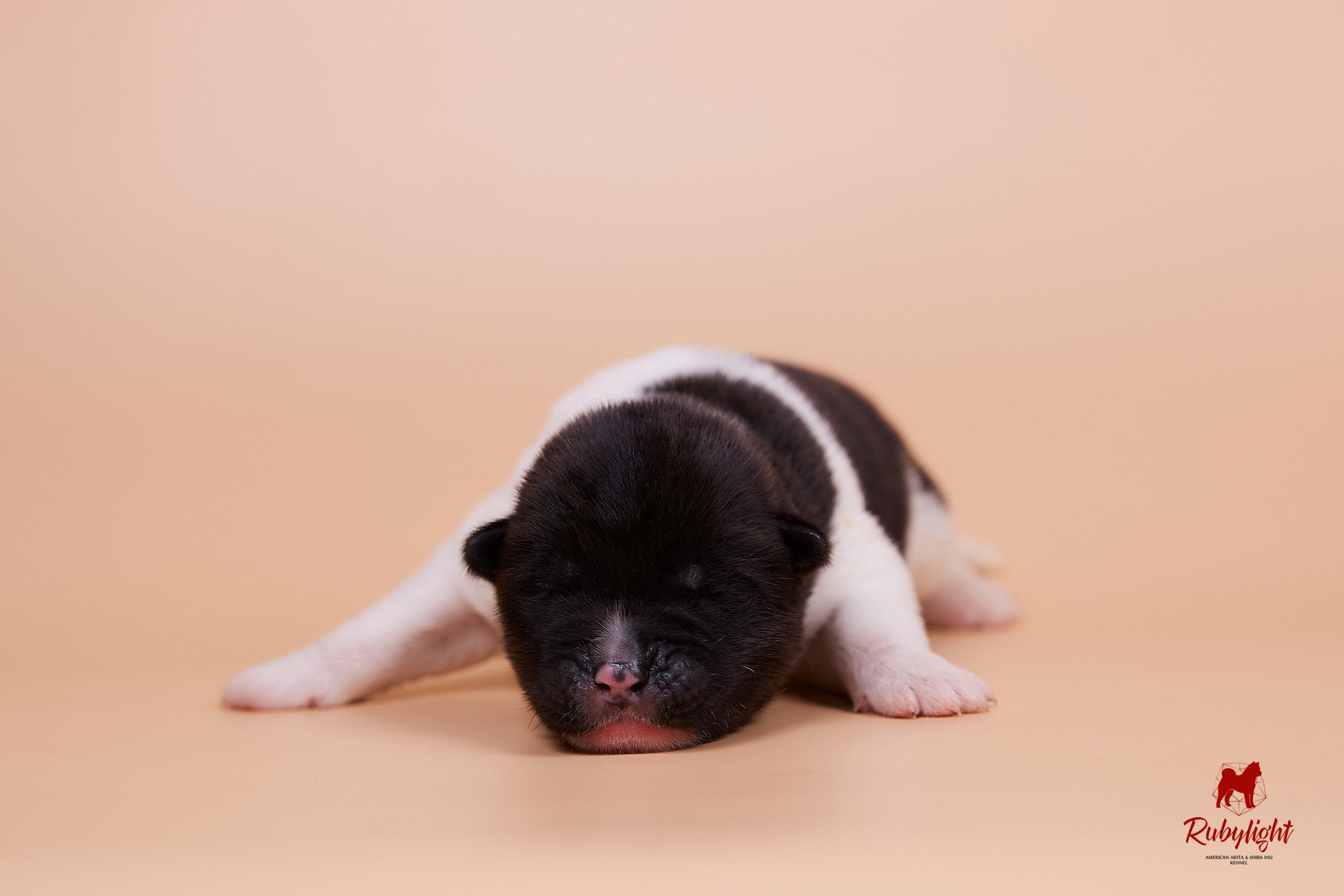 Щенки американской акиты в Санкт-Петербурге, Питомник Рубилайт Rubylight kennel 
Отец: IMAGINE DRAGON (Ruthdales Makin A Statement & Dancing Queen) 
Мать: INFINIT HAPPY (Restyl-ing Paradise Sander & Airish Cream)  