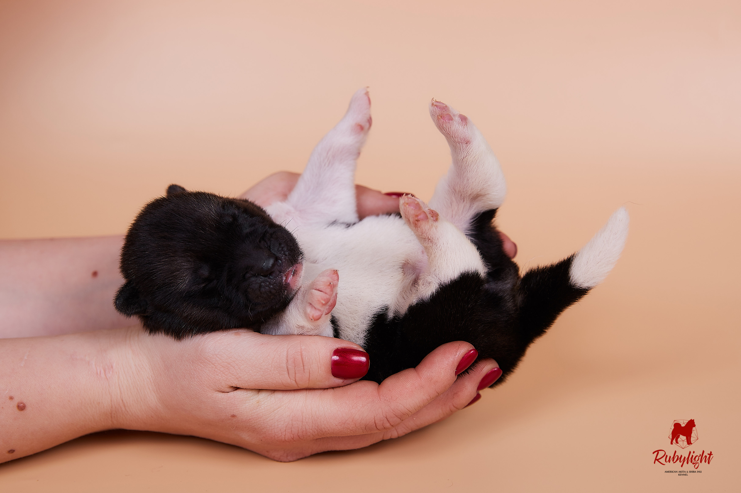 Щенки американской акиты в Санкт-Петербурге, Питомник Рубилайт Rubylight kennel 
Отец: IMAGINE DRAGON (Ruthdales Makin A Statement & Dancing Queen) 
Мать: INFINIT HAPPY (Restyl-ing Paradise Sander & Airish Cream)  