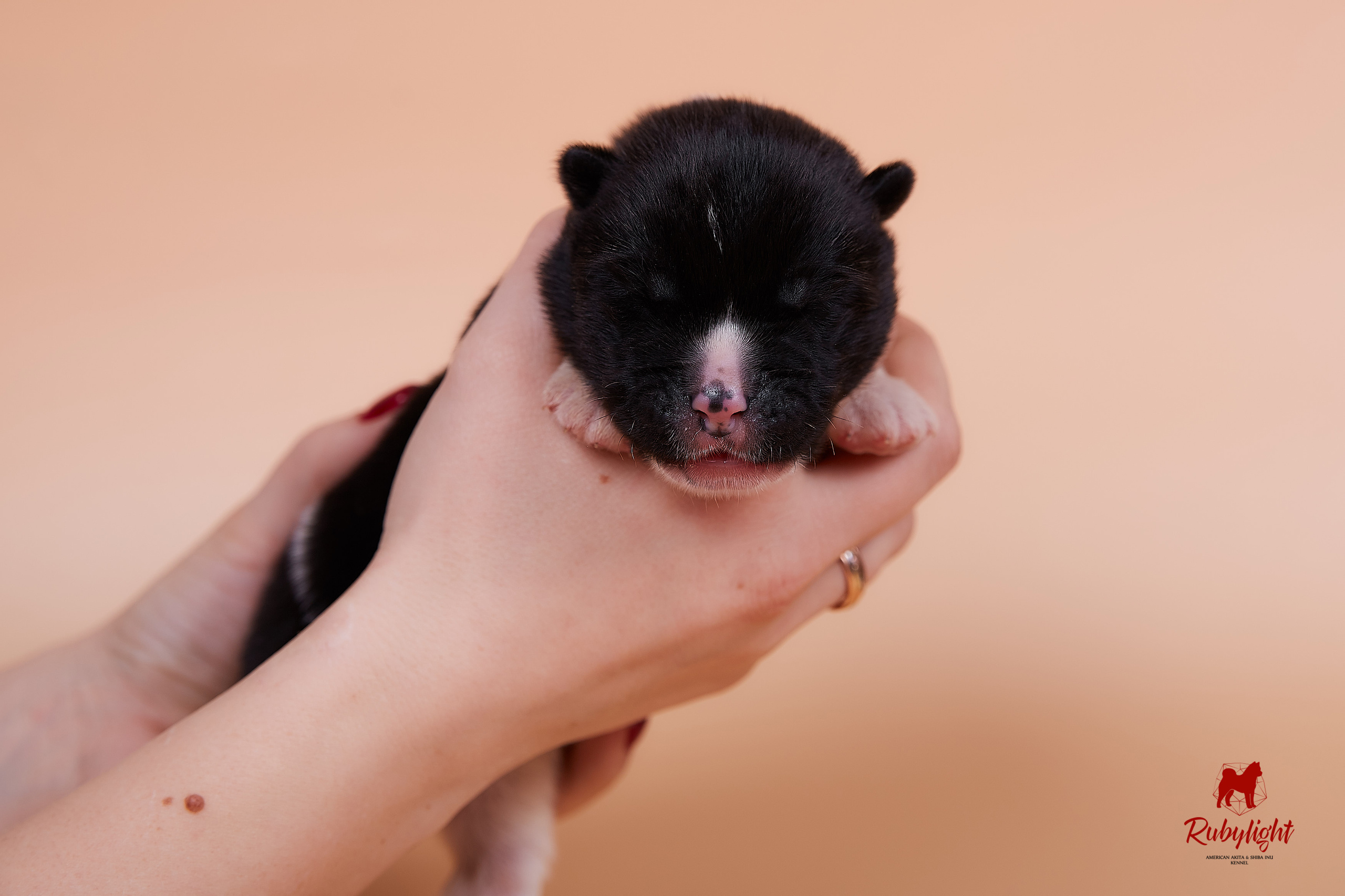 Щенки американской акиты в Санкт-Петербурге, Питомник Рубилайт Rubylight kennel 
Отец: IMAGINE DRAGON (Ruthdales Makin A Statement & Dancing Queen) 
Мать: INFINIT HAPPY (Restyl-ing Paradise Sander & Airish Cream)  