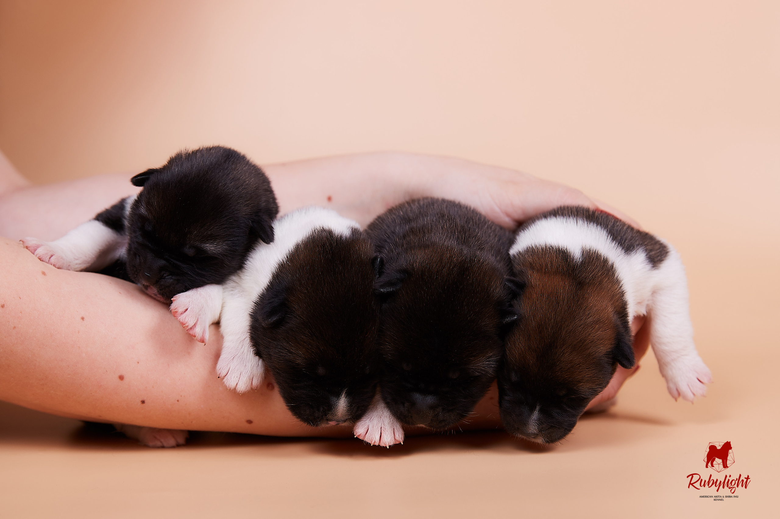 Щенки американской акиты в Санкт-Петербурге, Питомник Рубилайт Rubylight kennel 
Отец: IMAGINE DRAGON (Ruthdales Makin A Statement & Dancing Queen) 
Мать: INFINIT HAPPY (Restyl-ing Paradise Sander & Airish Cream)  