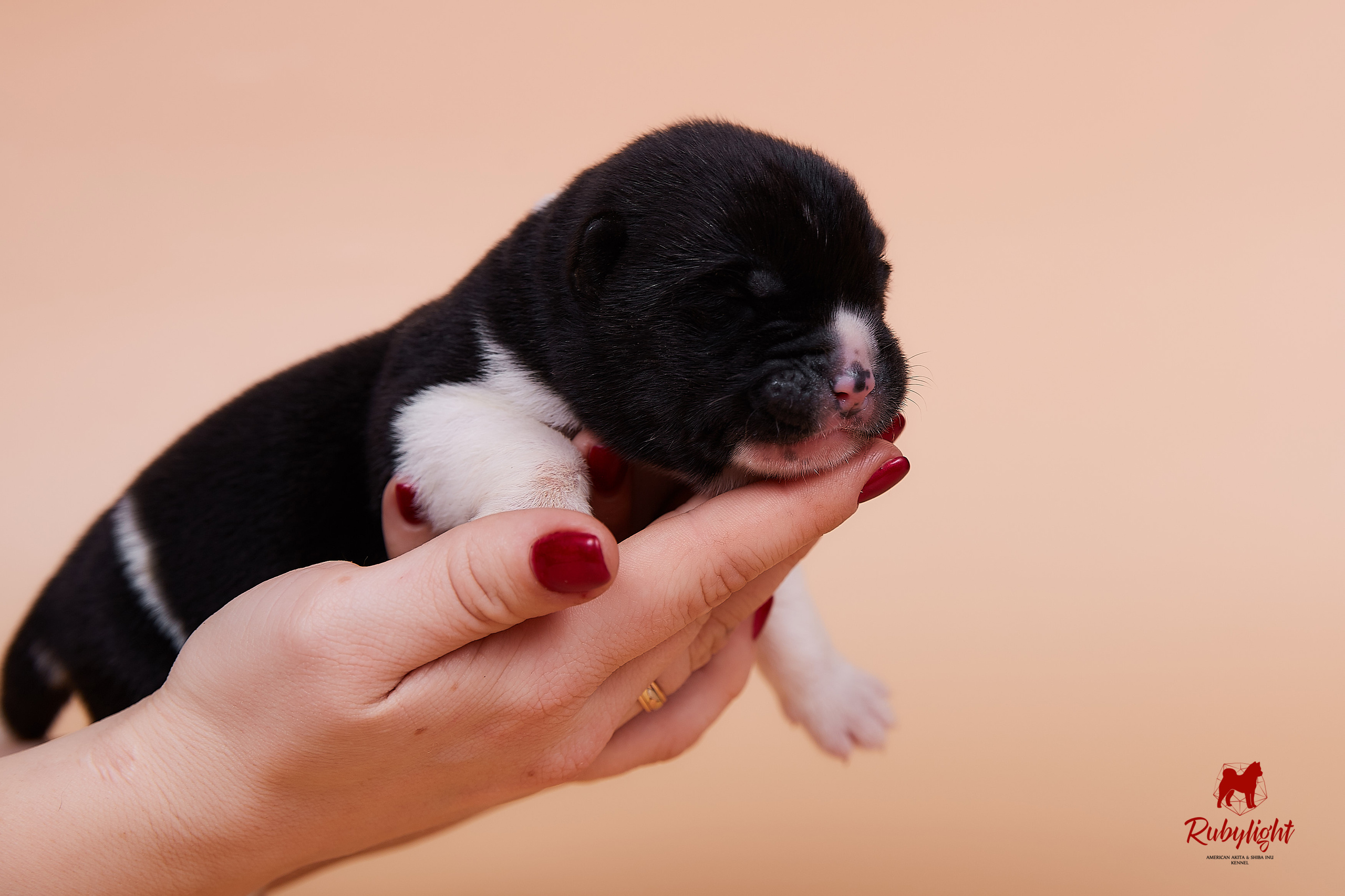 Щенки американской акиты в Санкт-Петербурге, Питомник Рубилайт Rubylight kennel 
Отец: IMAGINE DRAGON (Ruthdales Makin A Statement & Dancing Queen) 
Мать: INFINIT HAPPY (Restyl-ing Paradise Sander & Airish Cream)  