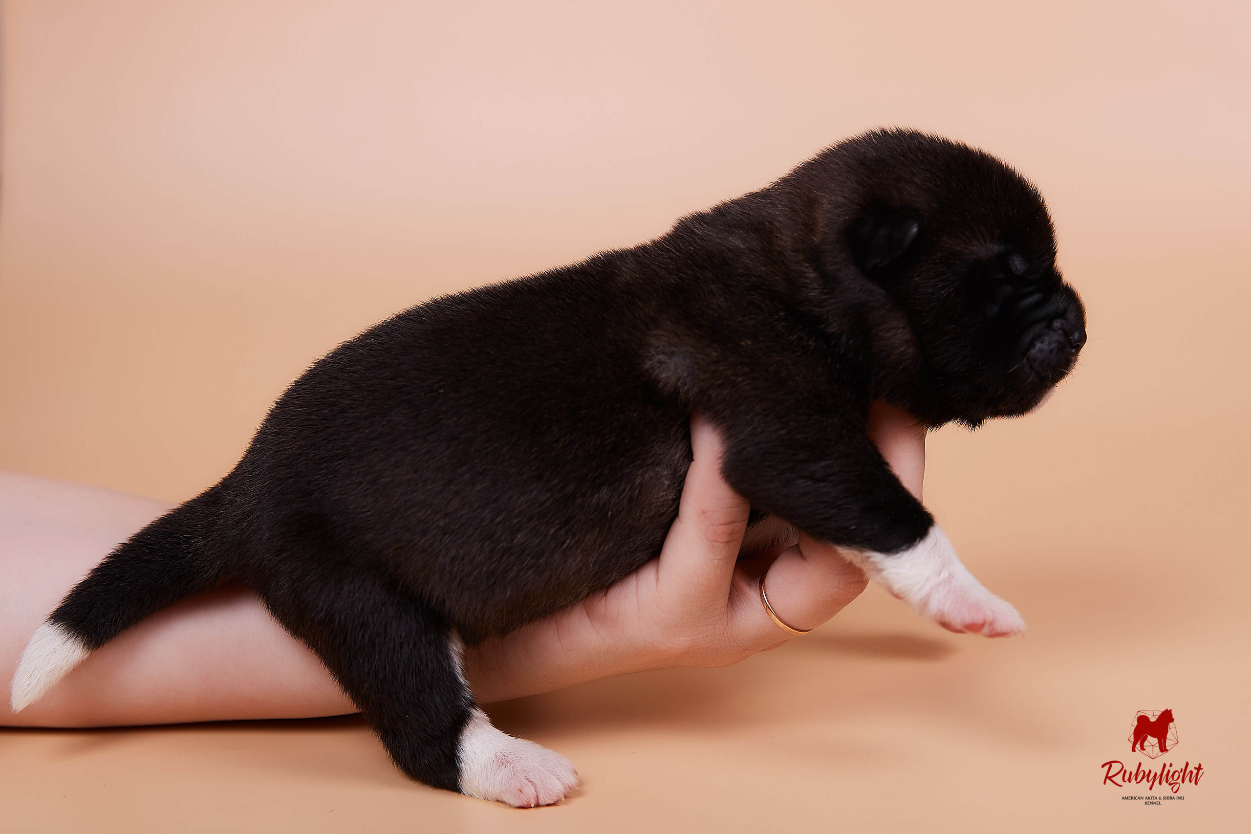 Щенки американской акиты в Санкт-Петербурге, Питомник Рубилайт Rubylight kennel 
Отец: IMAGINE DRAGON (Ruthdales Makin A Statement & Dancing Queen) 
Мать: INFINIT HAPPY (Restyl-ing Paradise Sander & Airish Cream)  