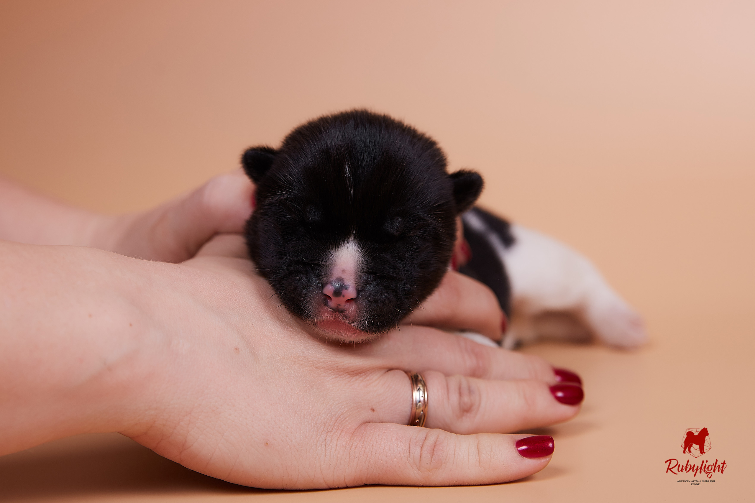 Щенки американской акиты в Санкт-Петербурге, Питомник Рубилайт Rubylight kennel 
Отец: IMAGINE DRAGON (Ruthdales Makin A Statement & Dancing Queen) 
Мать: INFINIT HAPPY (Restyl-ing Paradise Sander & Airish Cream)  