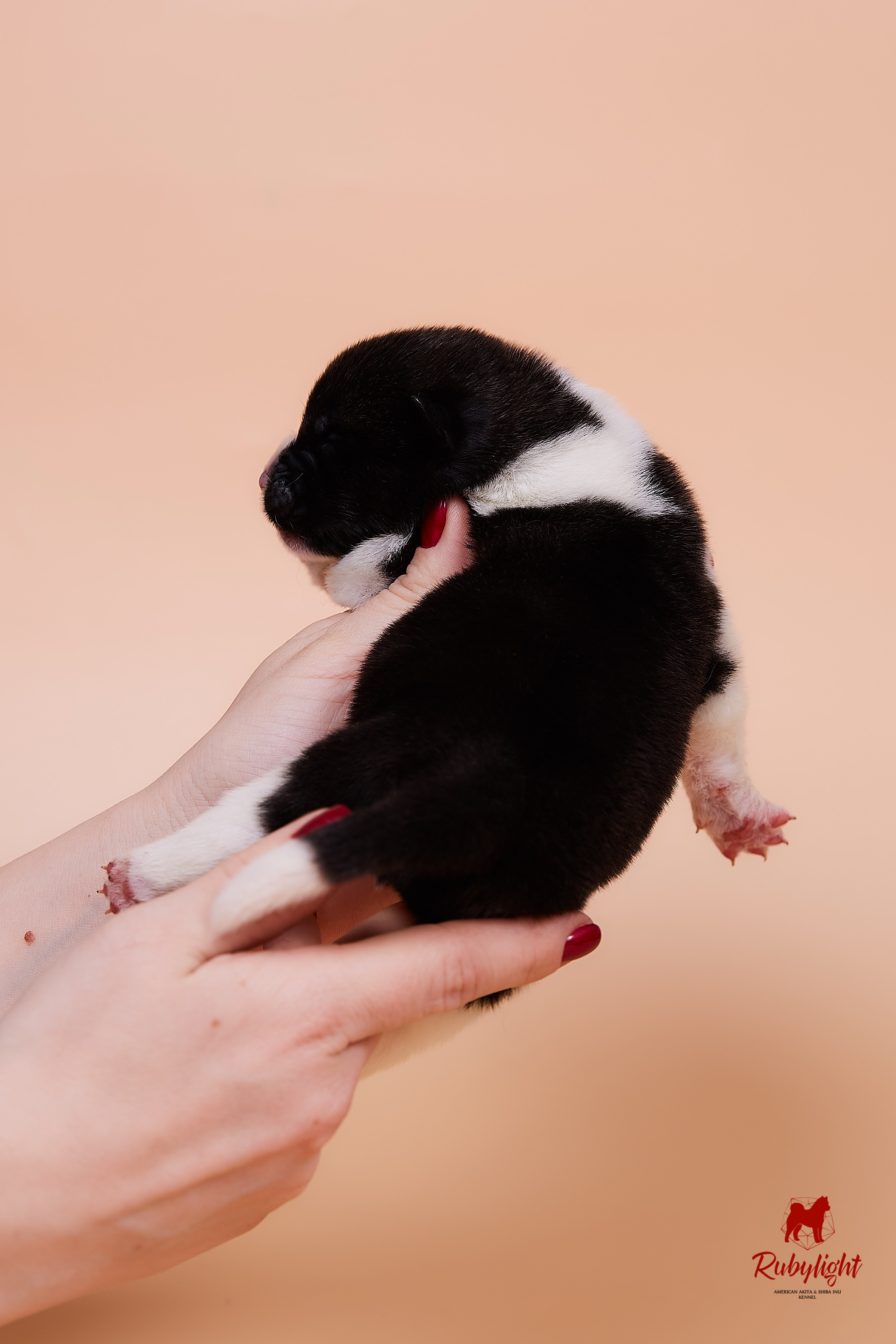 Щенки американской акиты в Санкт-Петербурге, Питомник Рубилайт Rubylight kennel 
Отец: IMAGINE DRAGON (Ruthdales Makin A Statement & Dancing Queen) 
Мать: INFINIT HAPPY (Restyl-ing Paradise Sander & Airish Cream)  